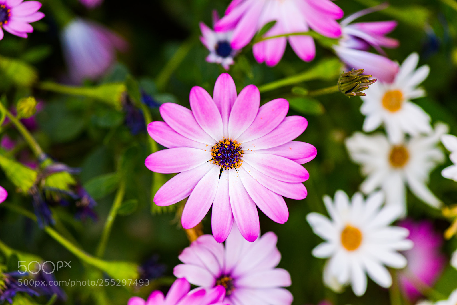 Nikon D610 sample photo. Llega la primavera photography