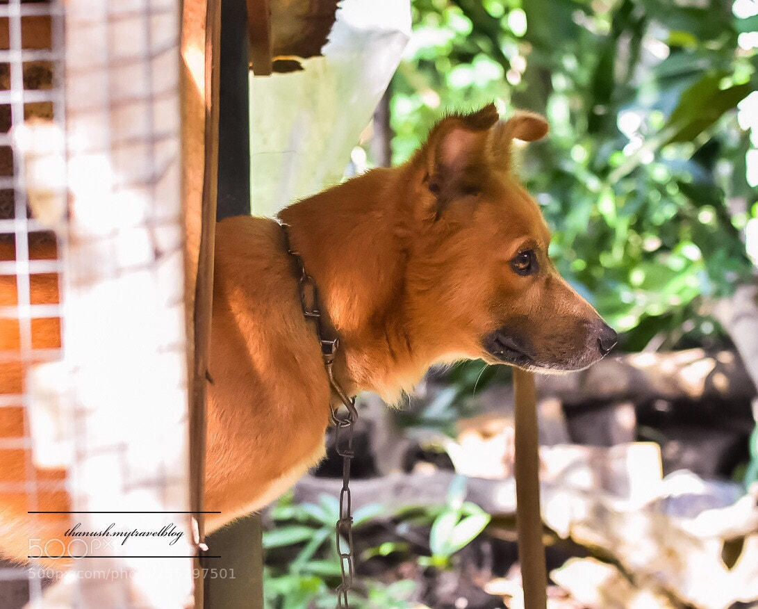Nikon D7200 sample photo. Freind for life photography