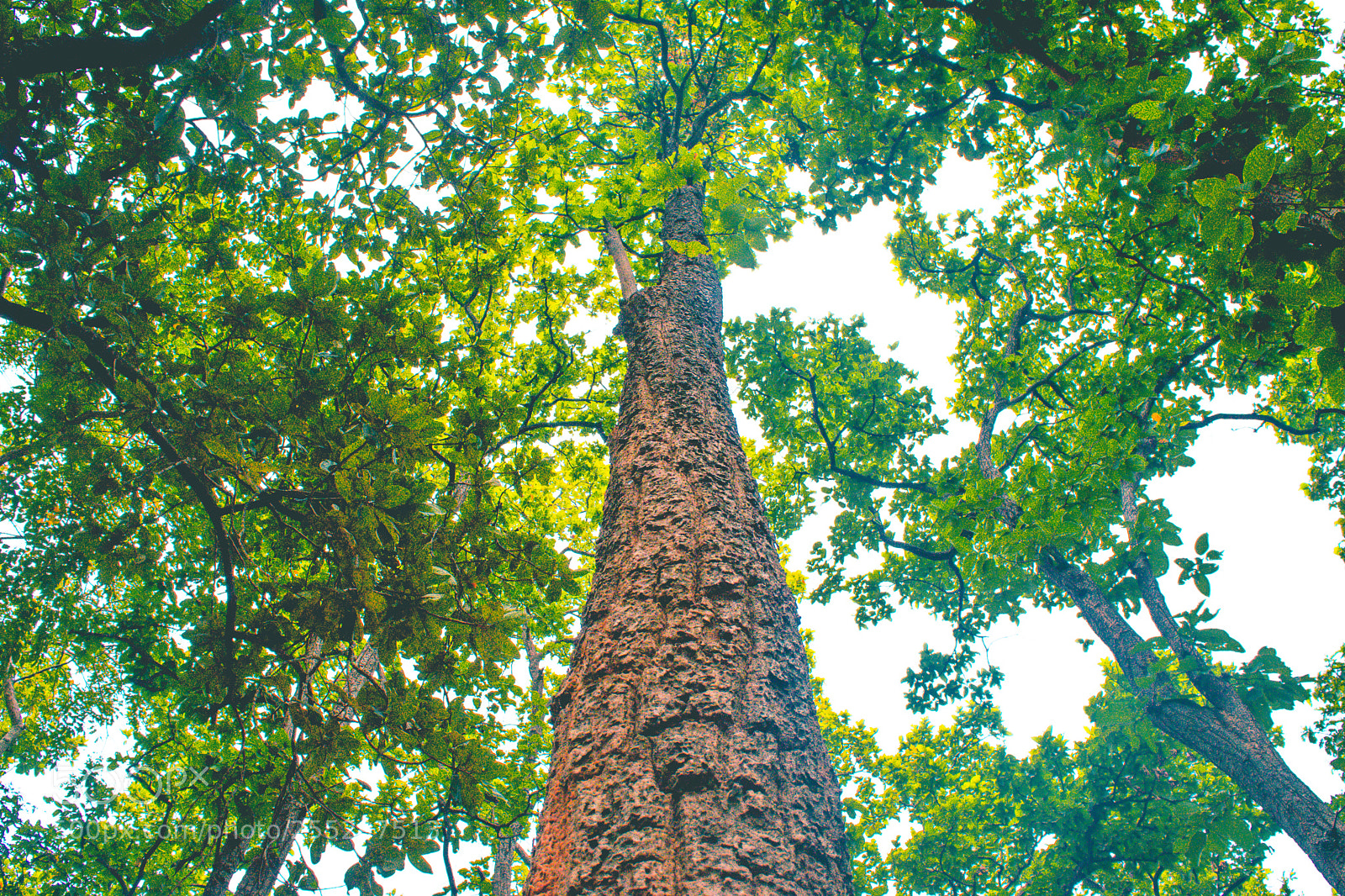 Nikon D3300 sample photo. Woods photography