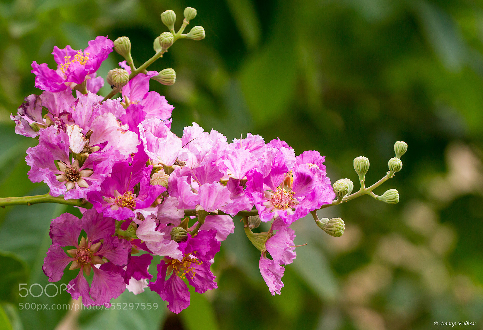 Canon EOS 700D (EOS Rebel T5i / EOS Kiss X7i) sample photo. Pride of india photography