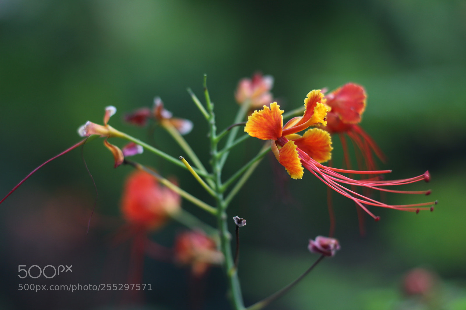 Canon EOS 700D (EOS Rebel T5i / EOS Kiss X7i) + Canon EF 50mm F1.8 STM sample photo. Flower photography