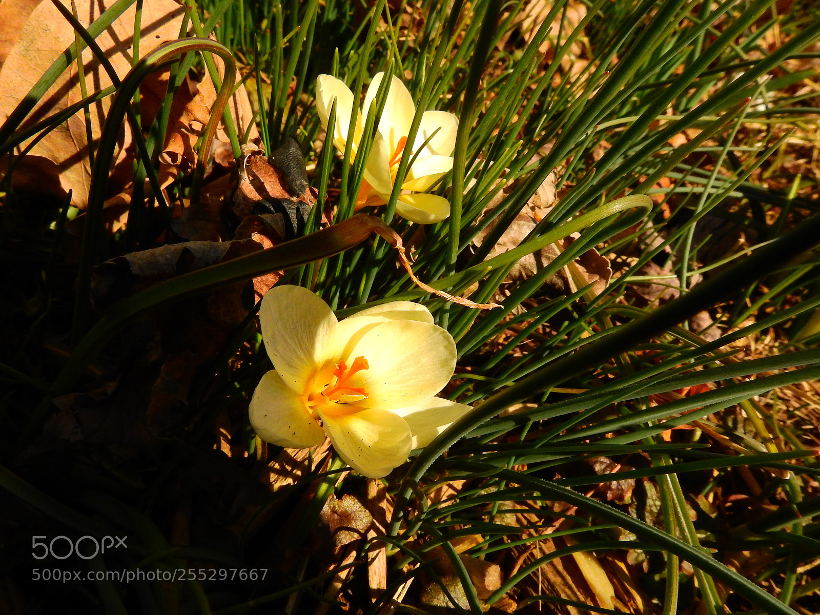 Nikon Coolpix P900 sample photo. Early spring flower photography