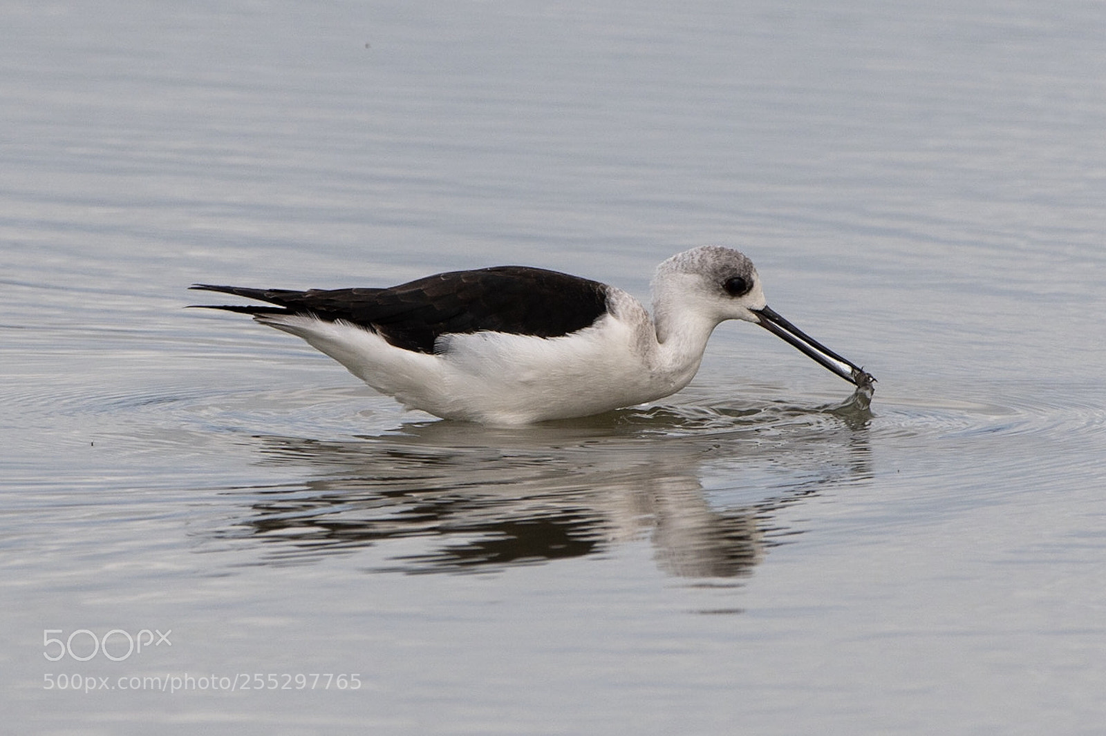 Nikon D500 sample photo. Pied stilt poaka juvenile photography