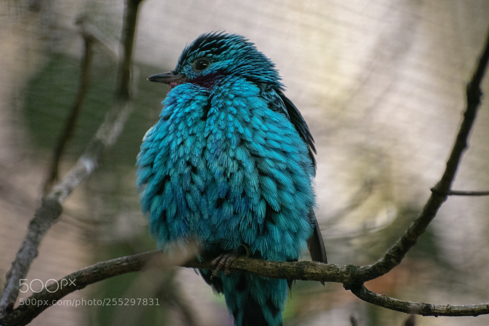 Nikon D5600 sample photo. Blau... photography