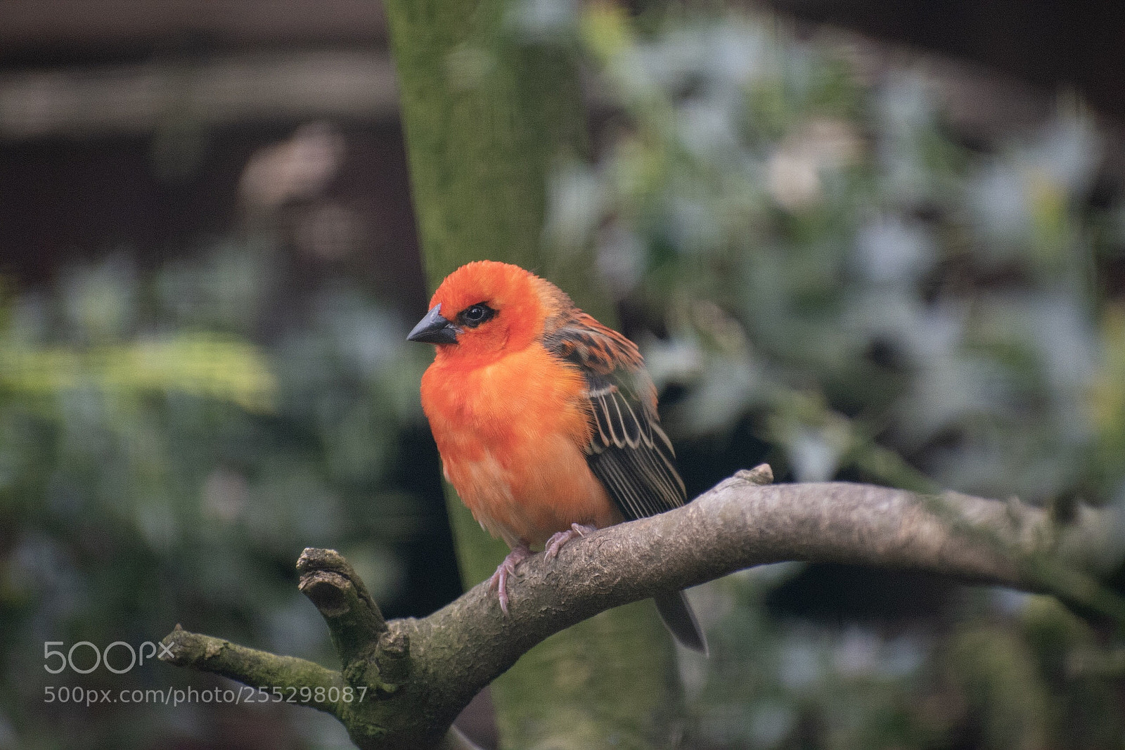 Nikon D5600 sample photo. Rot... photography