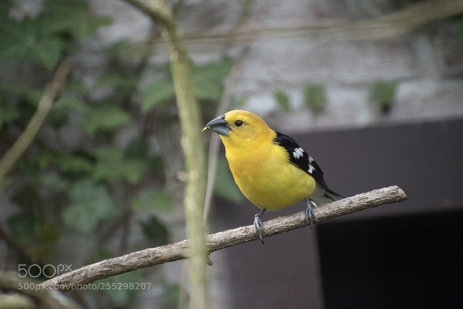 Nikon D5600 sample photo. Gelb... photography