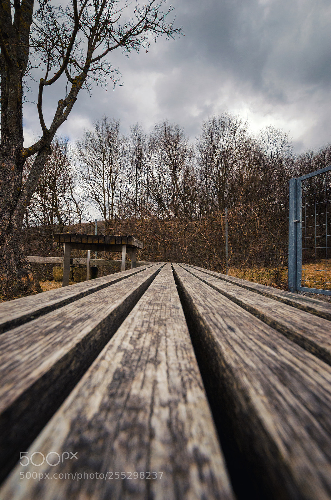 Nikon D5100 sample photo. Low angle view from photography