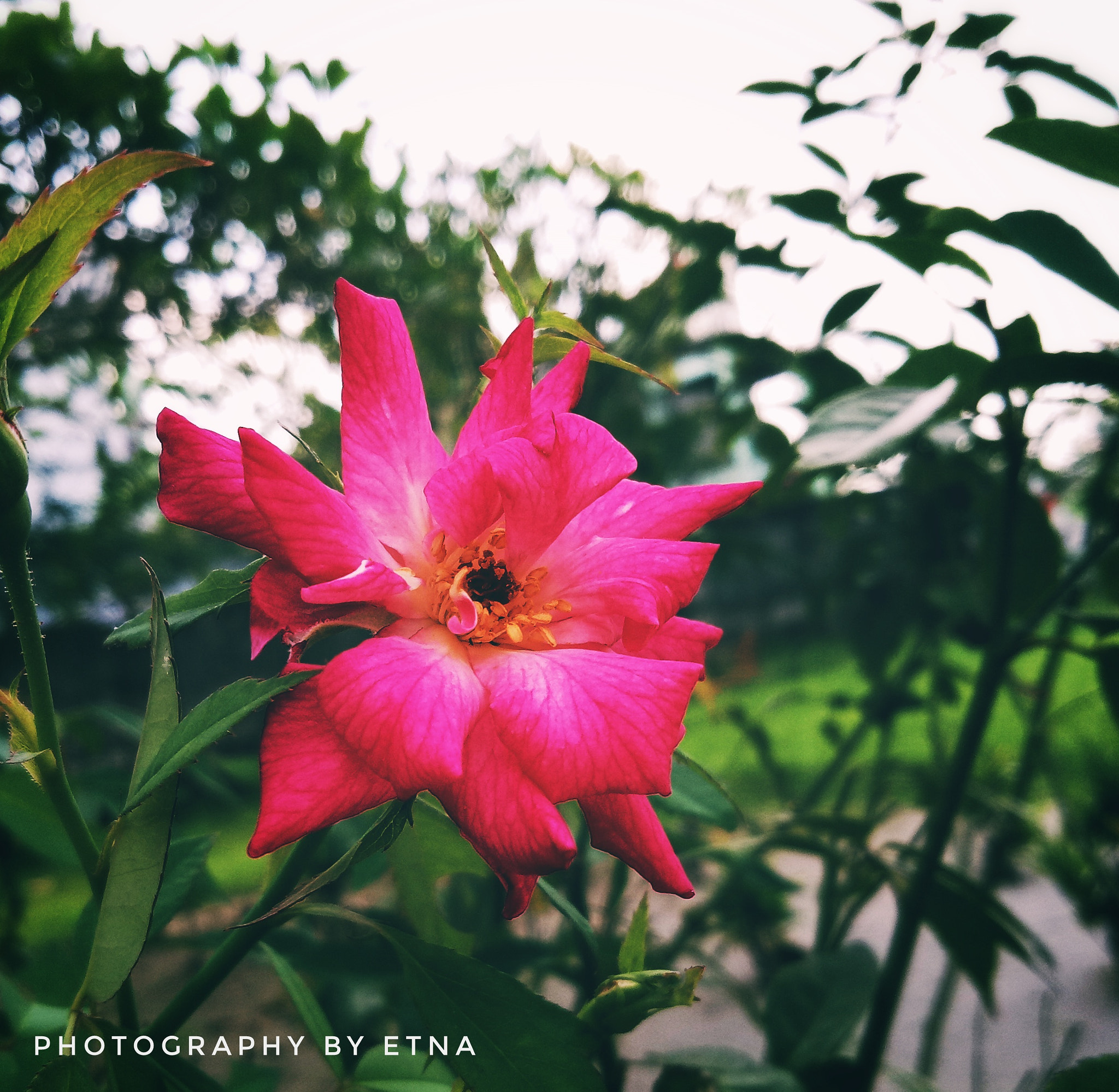 OPPO CPH1717 sample photo. Rose flower photography
