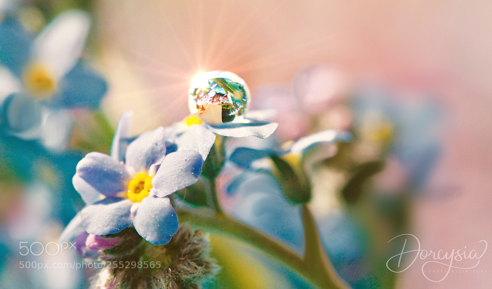Canon EOS 7D sample photo. My inner strength photography