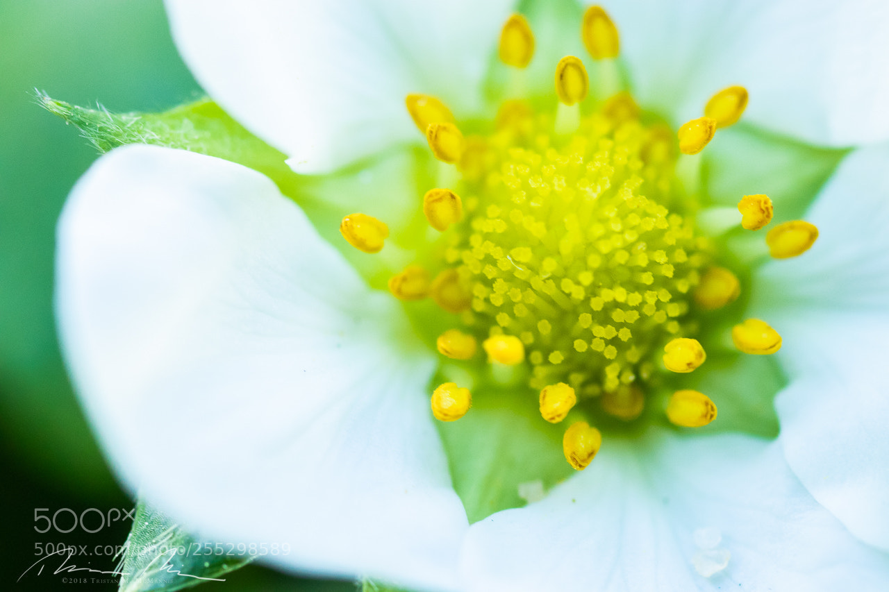 Canon EOS 80D sample photo. Starburst photography