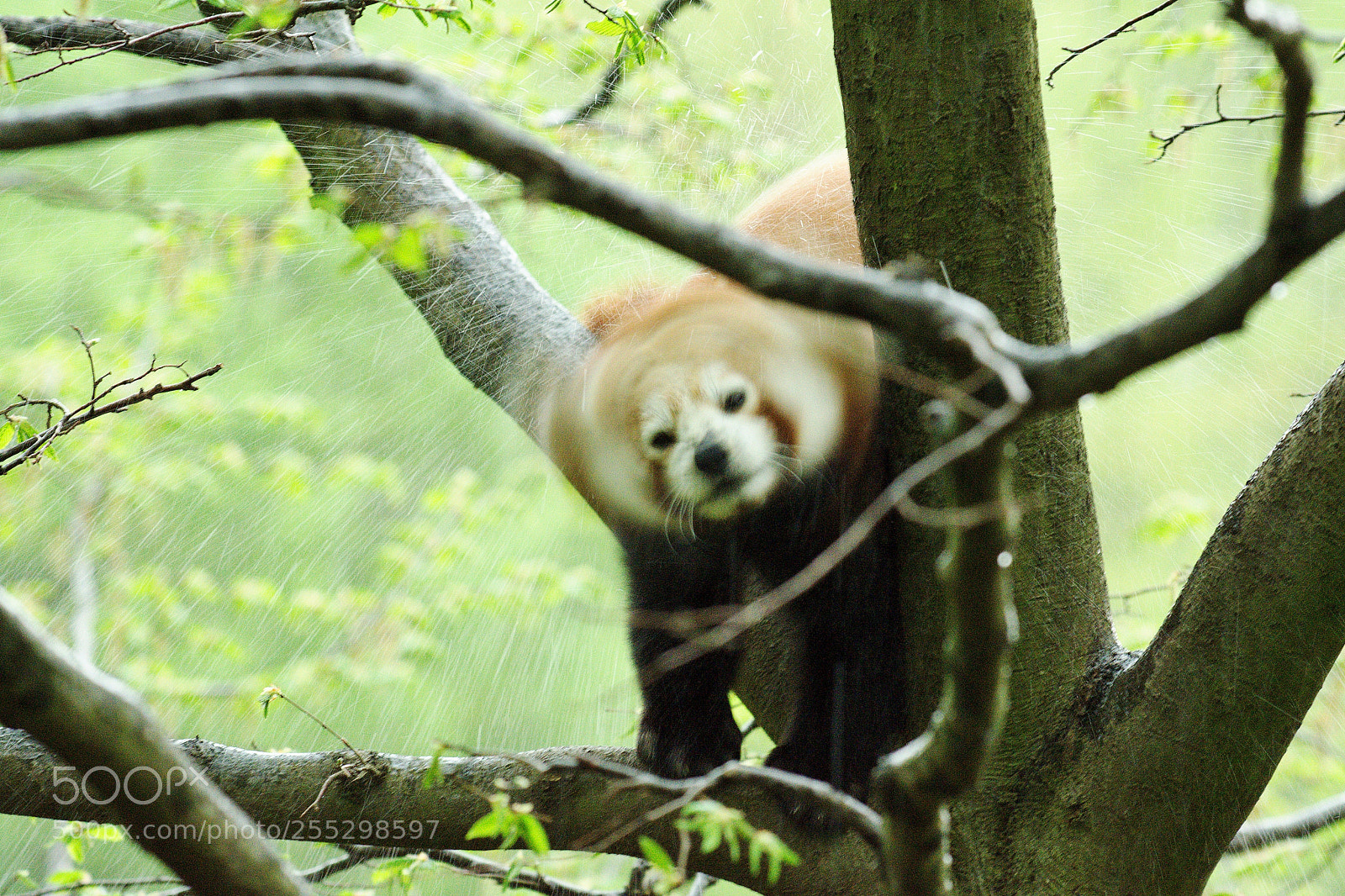 Nikon D7200 sample photo. Ugh, its so raining .... photography