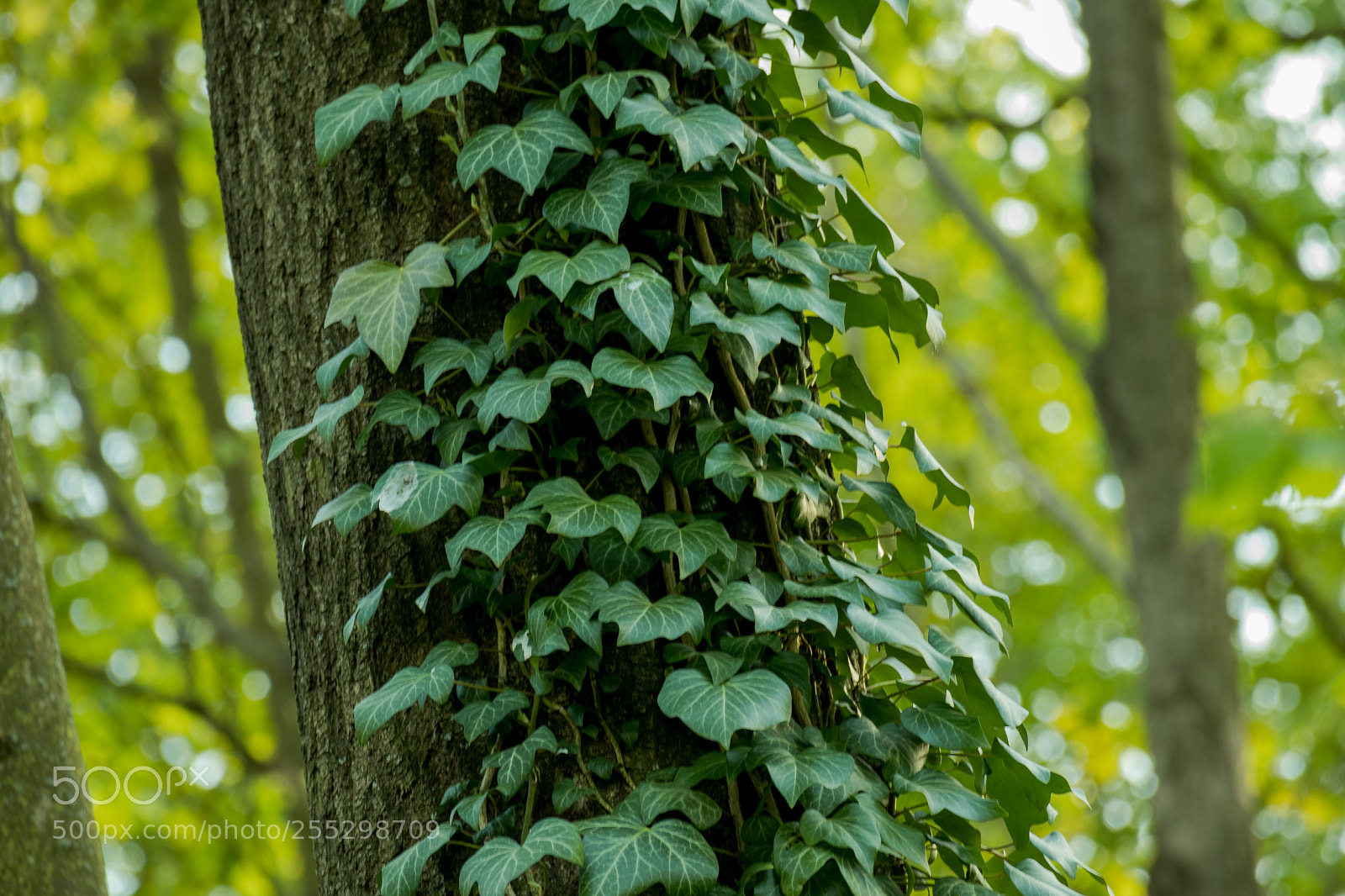 Canon EOS M5 sample photo. Img photography