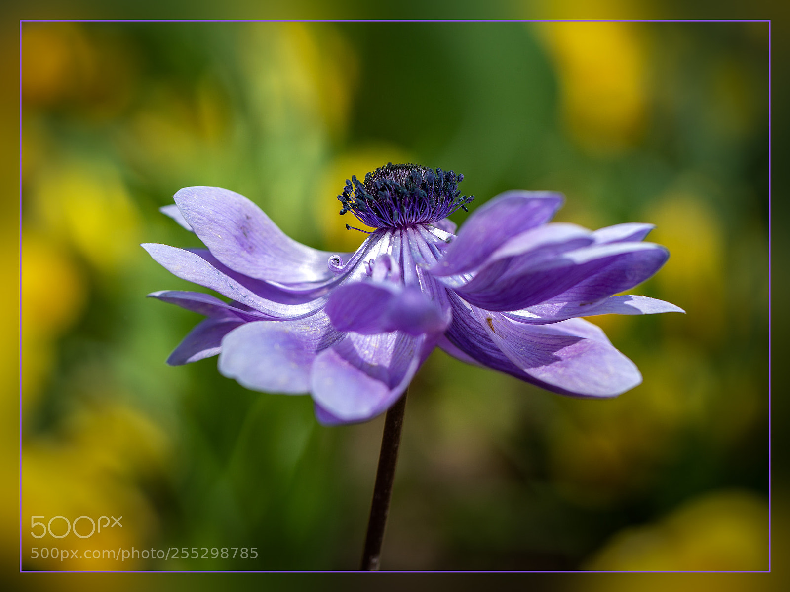 Canon EOS 5D Mark IV sample photo. Flower photography