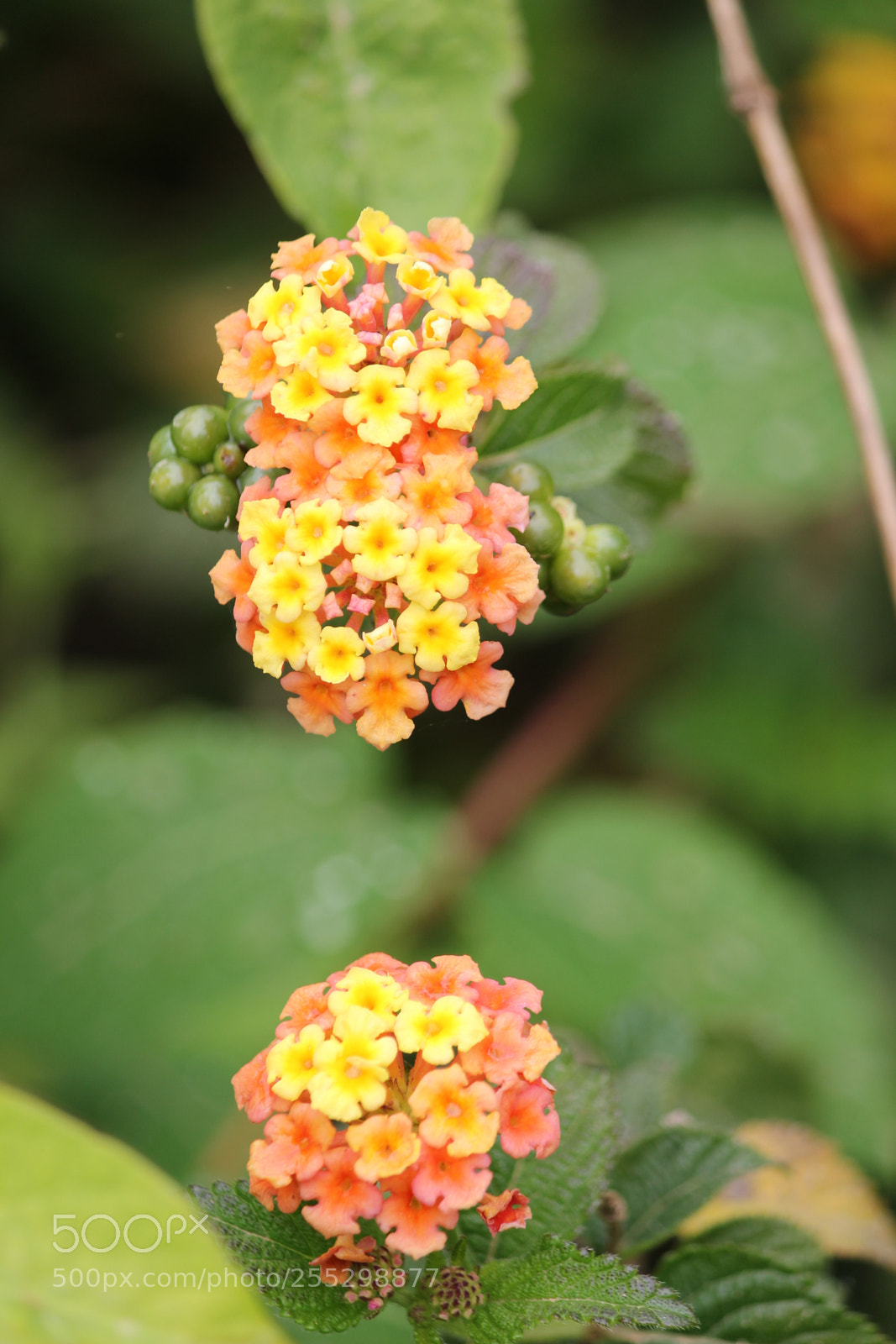Canon EF-S 55-250mm F4-5.6 IS II sample photo. Untitled photography