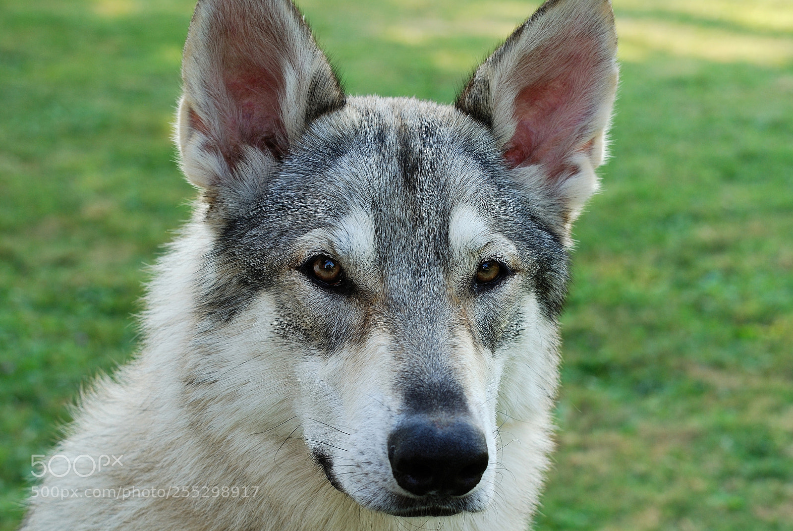 Nikon D80 sample photo. Nx photography