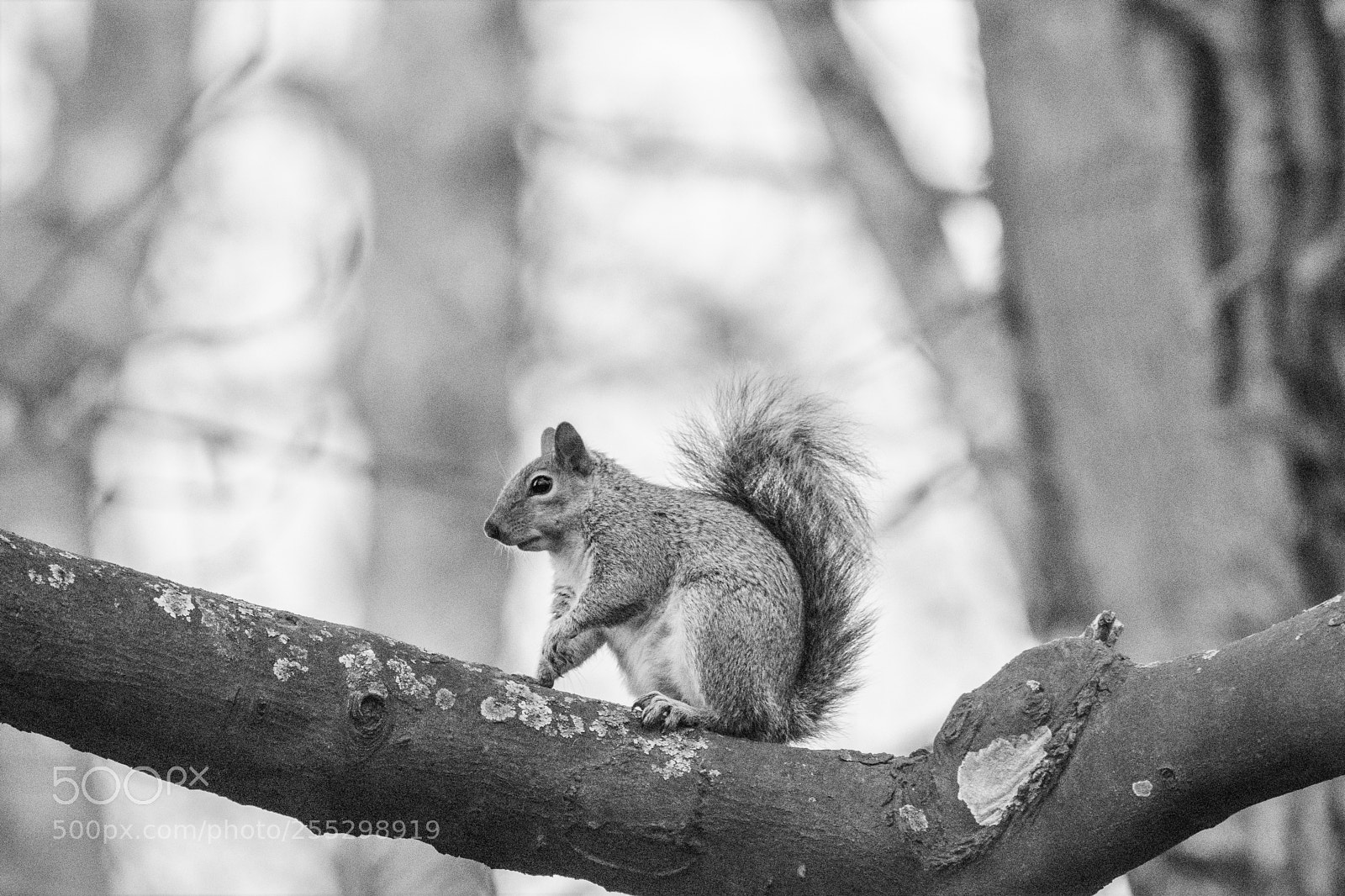 Nikon D3300 sample photo. Grey squirrel in black photography
