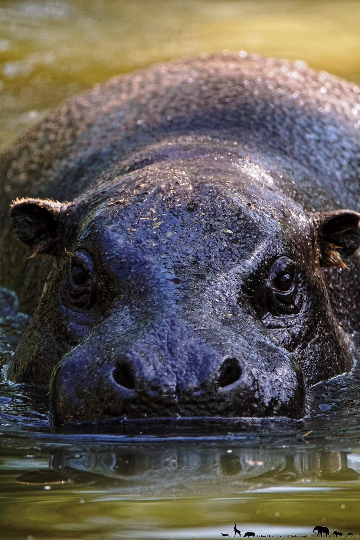 Sony SLT-A68 sample photo. Pygmy hippopotamus photography