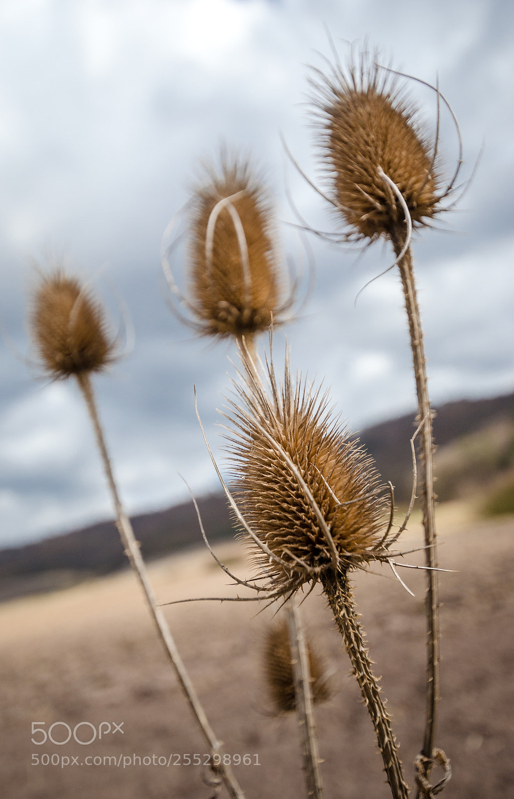 Nikon D5100 sample photo. Fresh thistles growing in photography