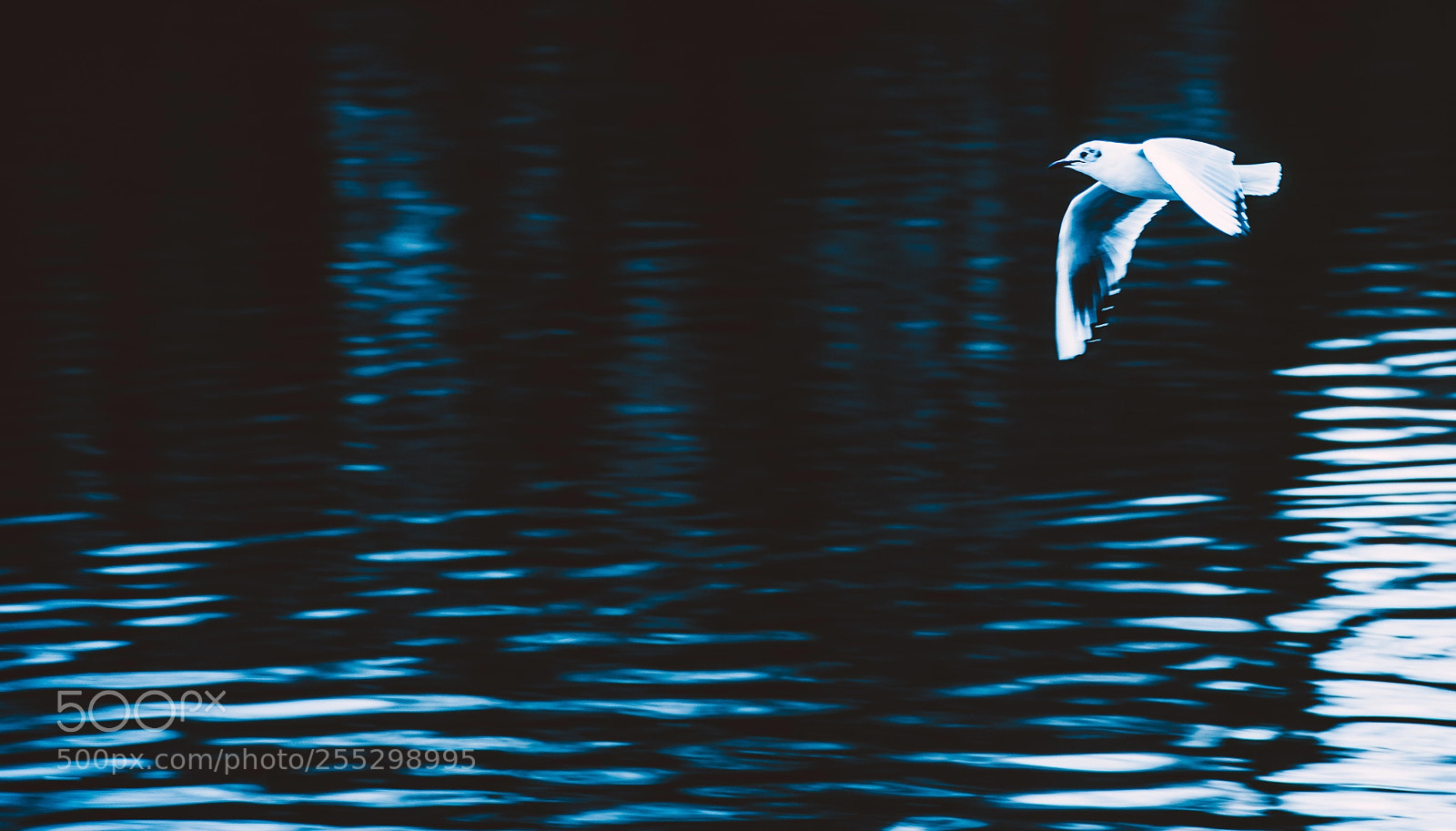 Canon EOS 5D Mark IV sample photo. Flying over water photography