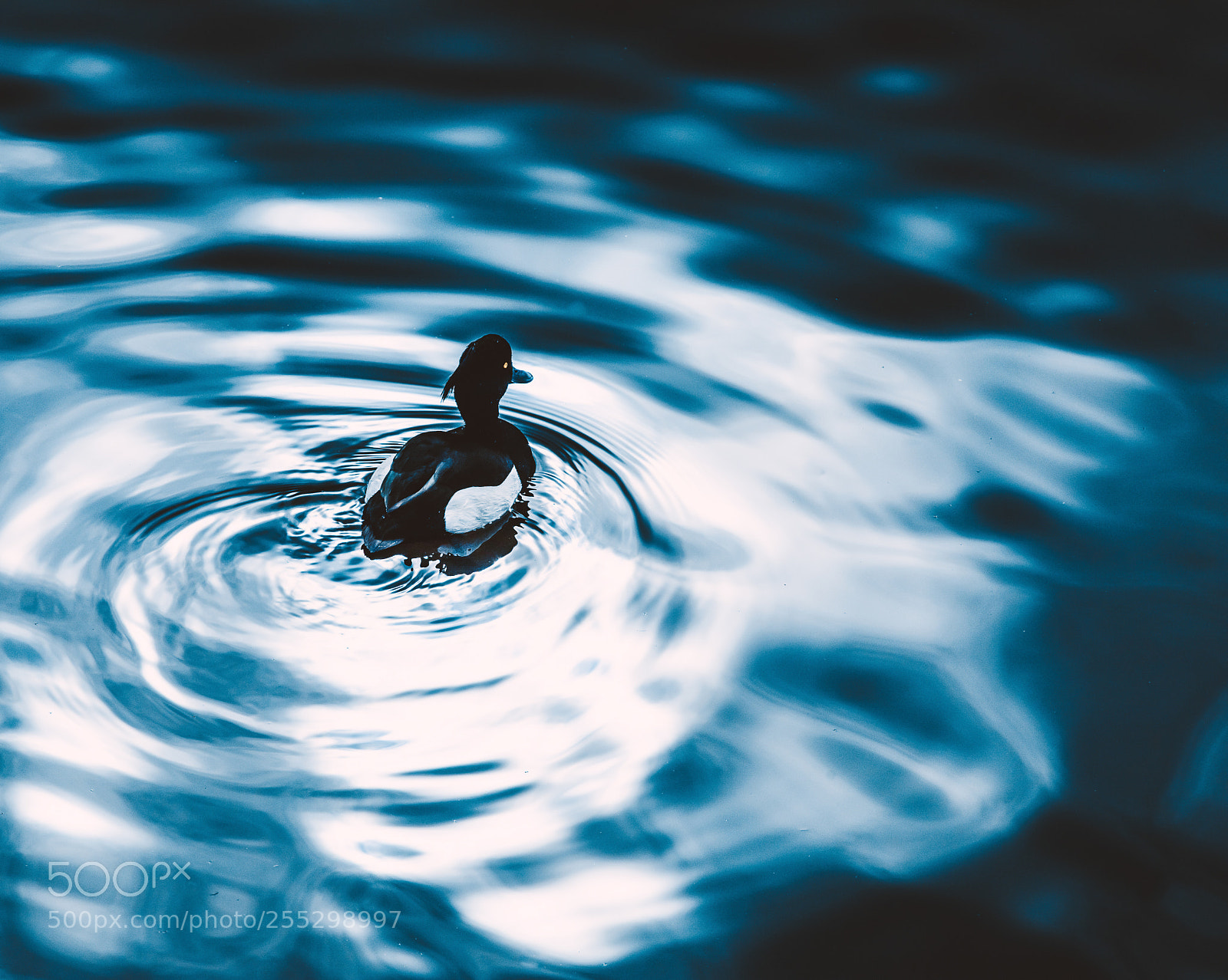 Canon EOS 5D Mark IV sample photo. Swimming on the water photography
