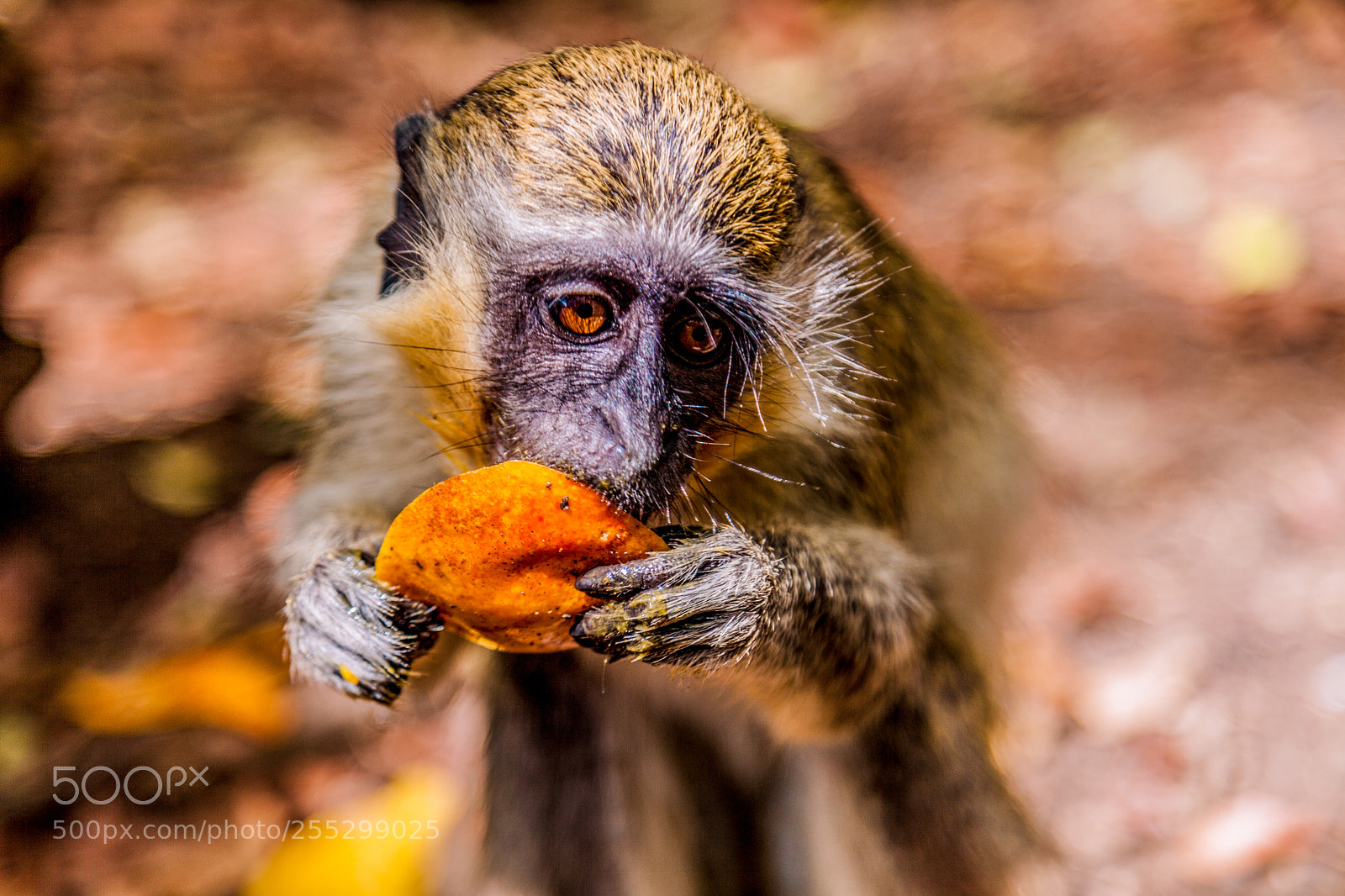 Canon EOS 5D Mark II sample photo. Monkey in barbados photography