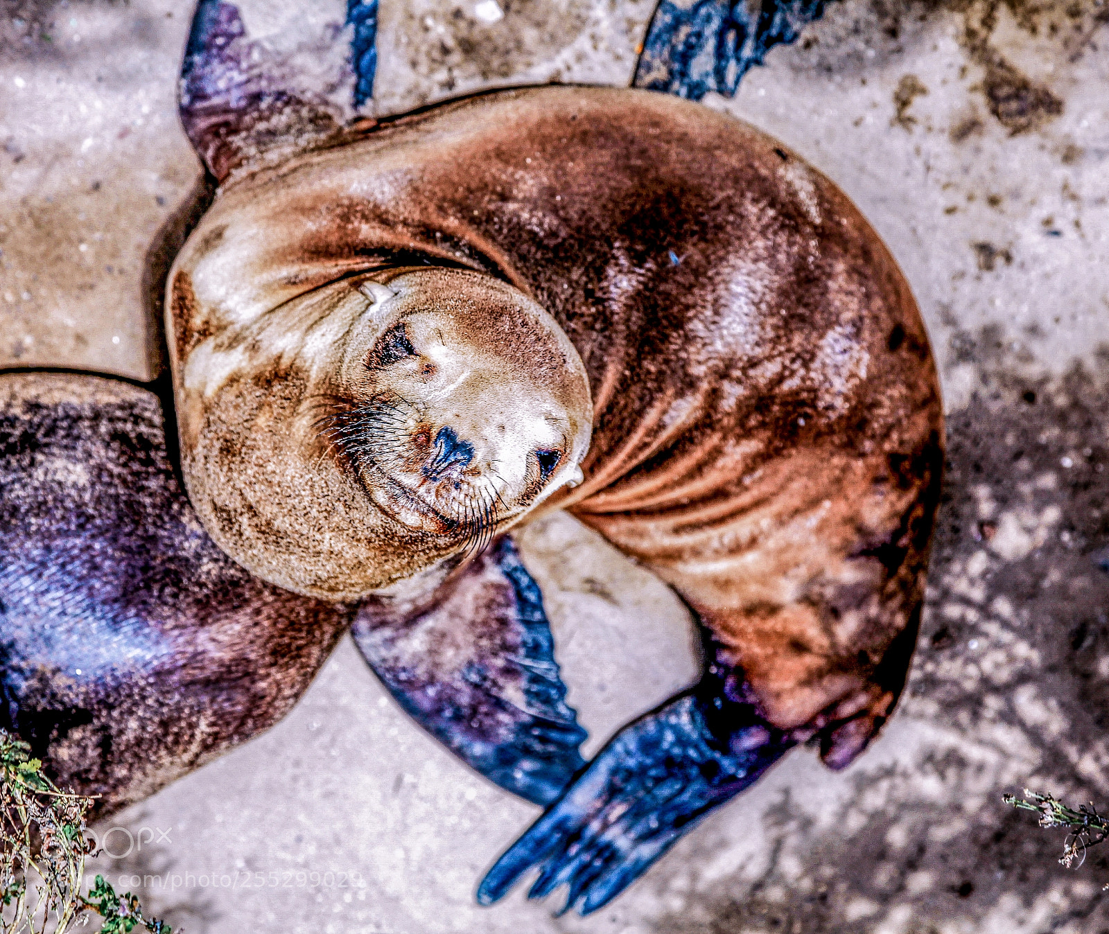Canon EOS 5D Mark II sample photo. Seal saying hello photography