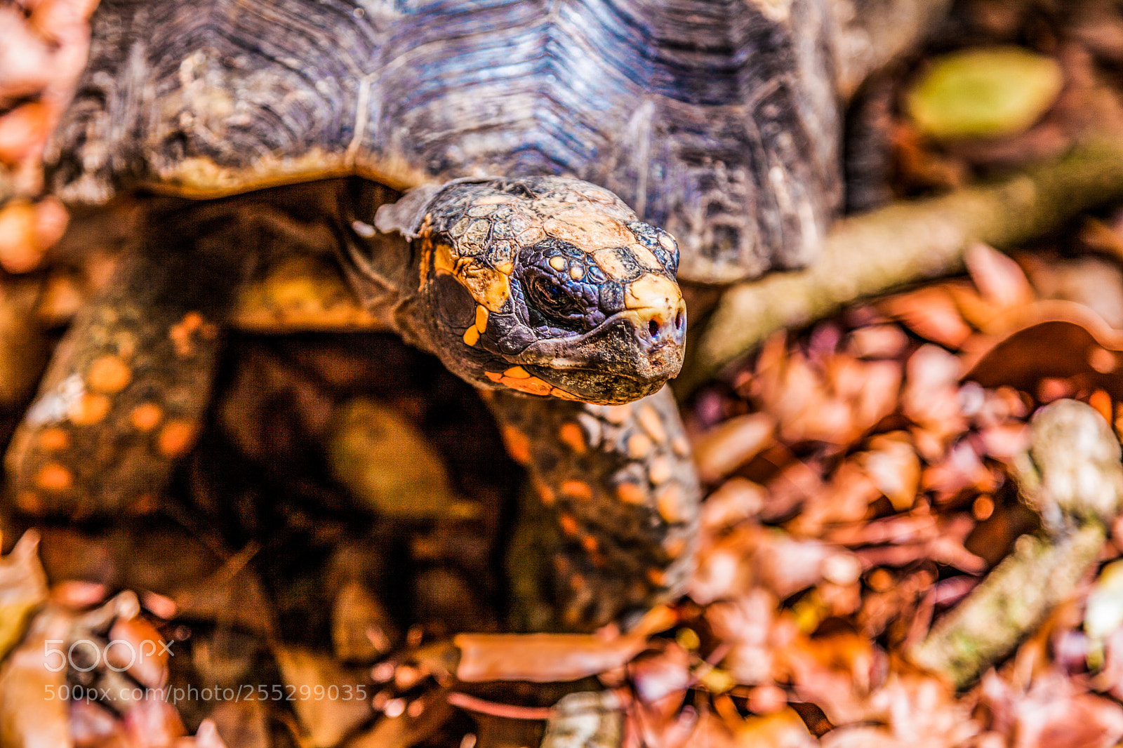 Canon EOS 5D Mark II sample photo. Tortoise in barbados photography