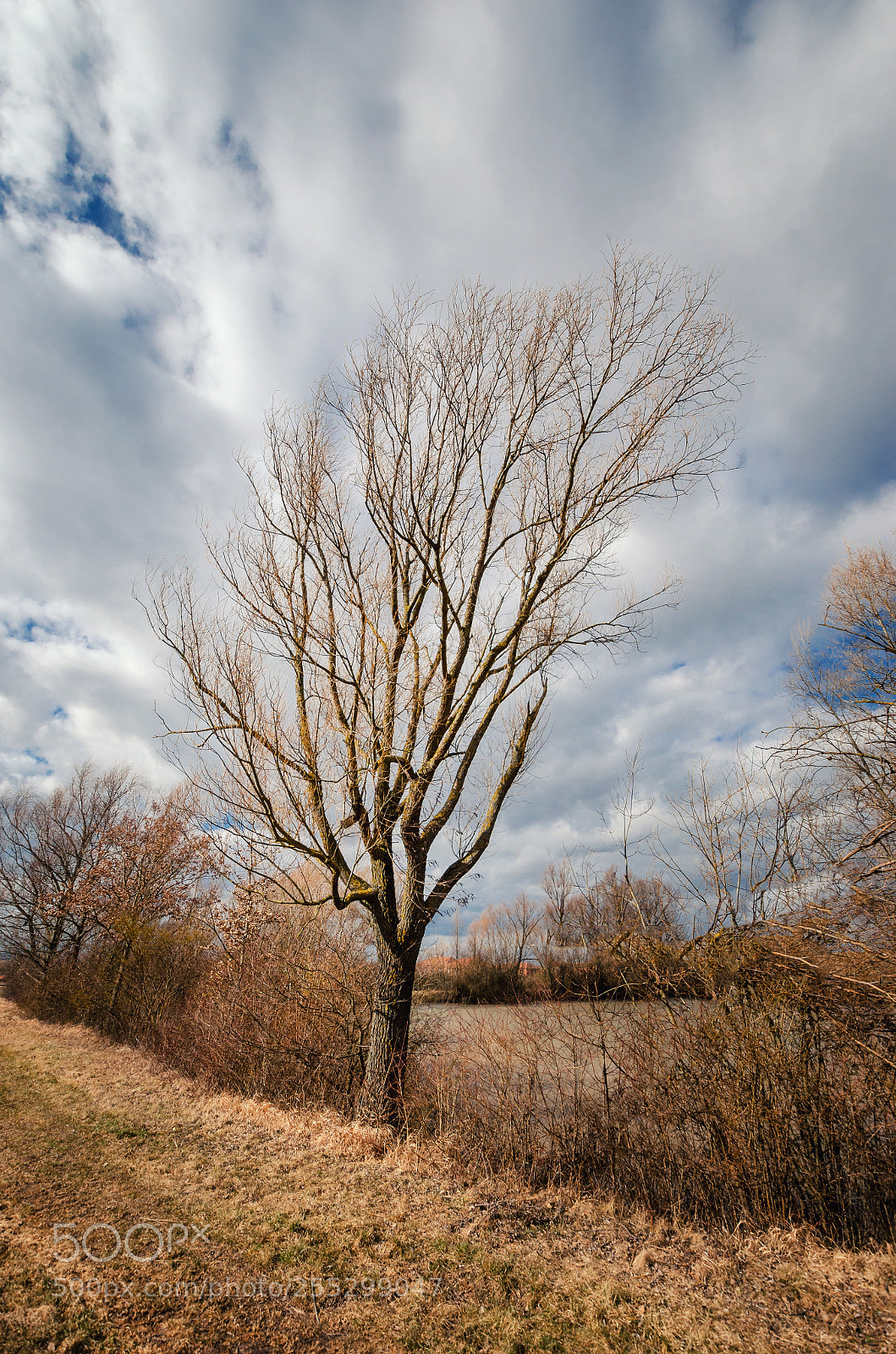 Nikon D5100 sample photo. Bare tree in front photography