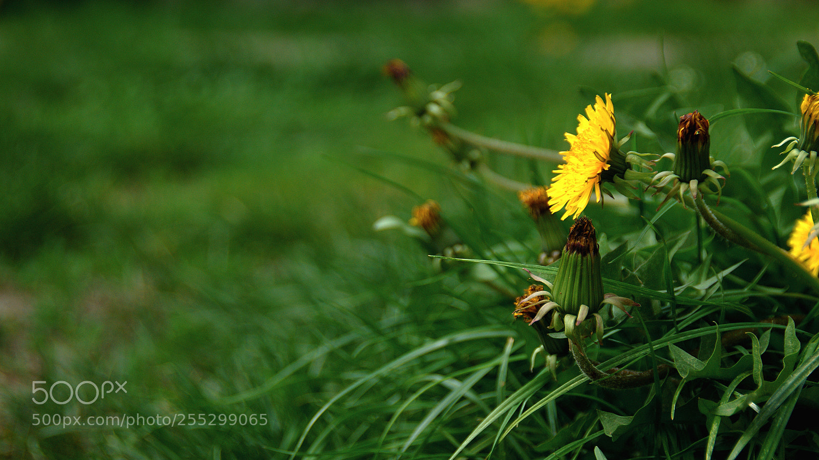 Sony Alpha DSLR-A390 sample photo. Blowball photography