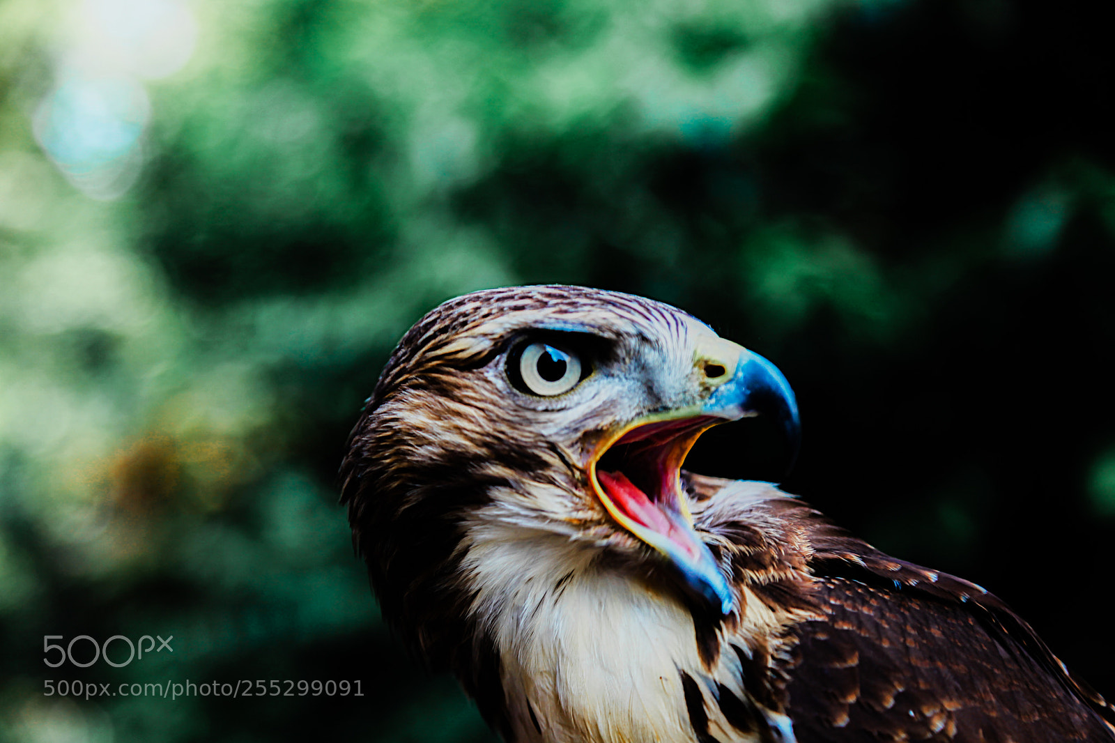 Canon EOS 5D Mark II sample photo. Eagle photography