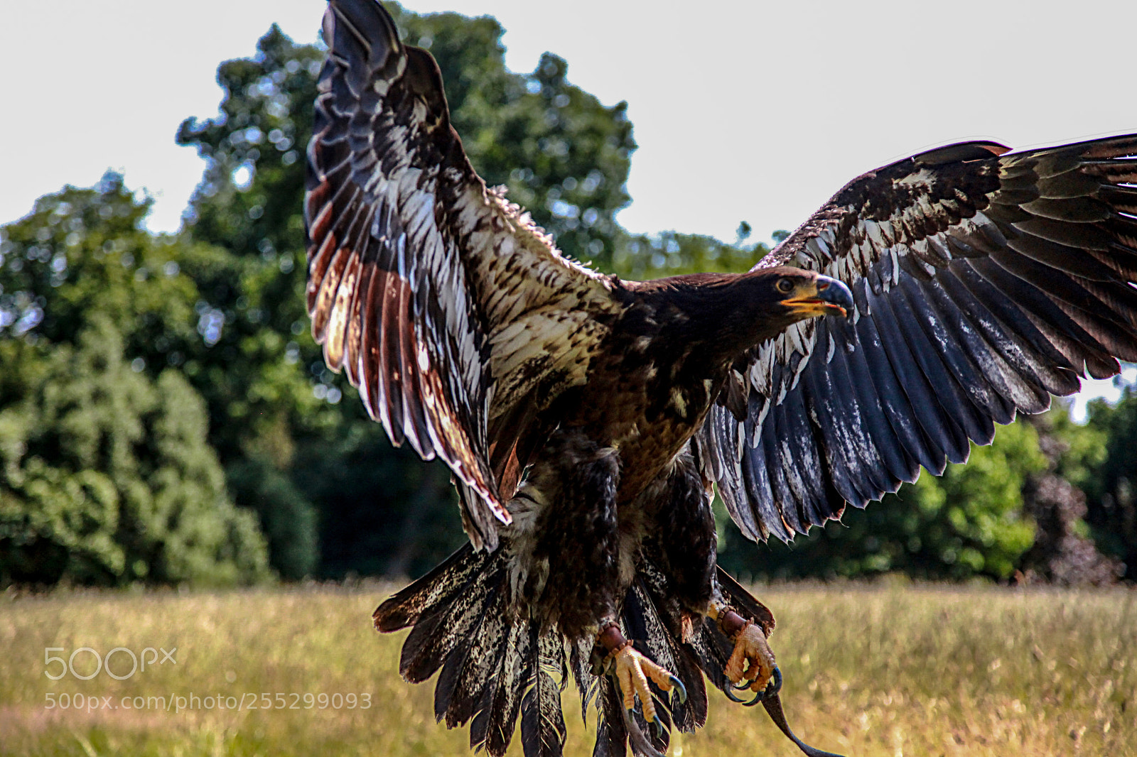Canon EOS 5D Mark II sample photo. Bird of prey photography
