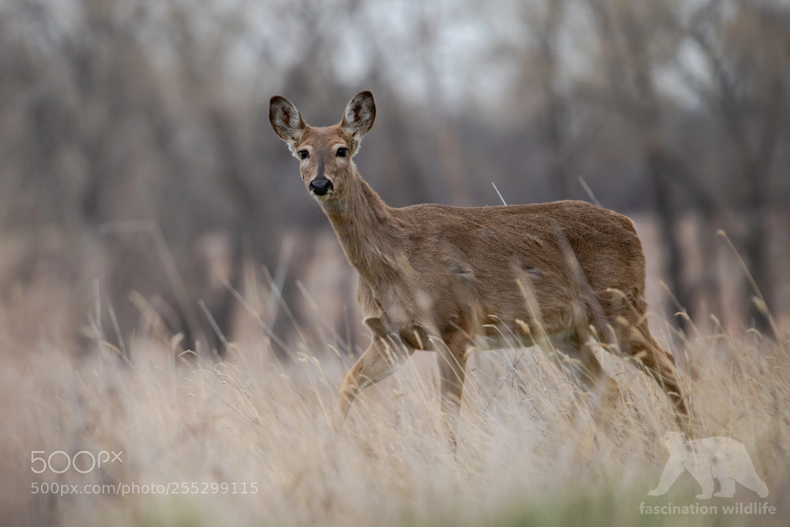 Nikon D850 sample photo. White-tailed deer photography