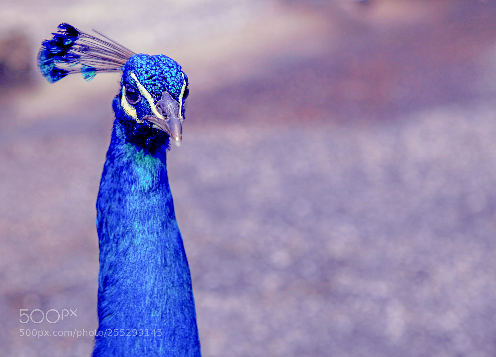 Canon EOS 5D Mark II sample photo. Peacock photography