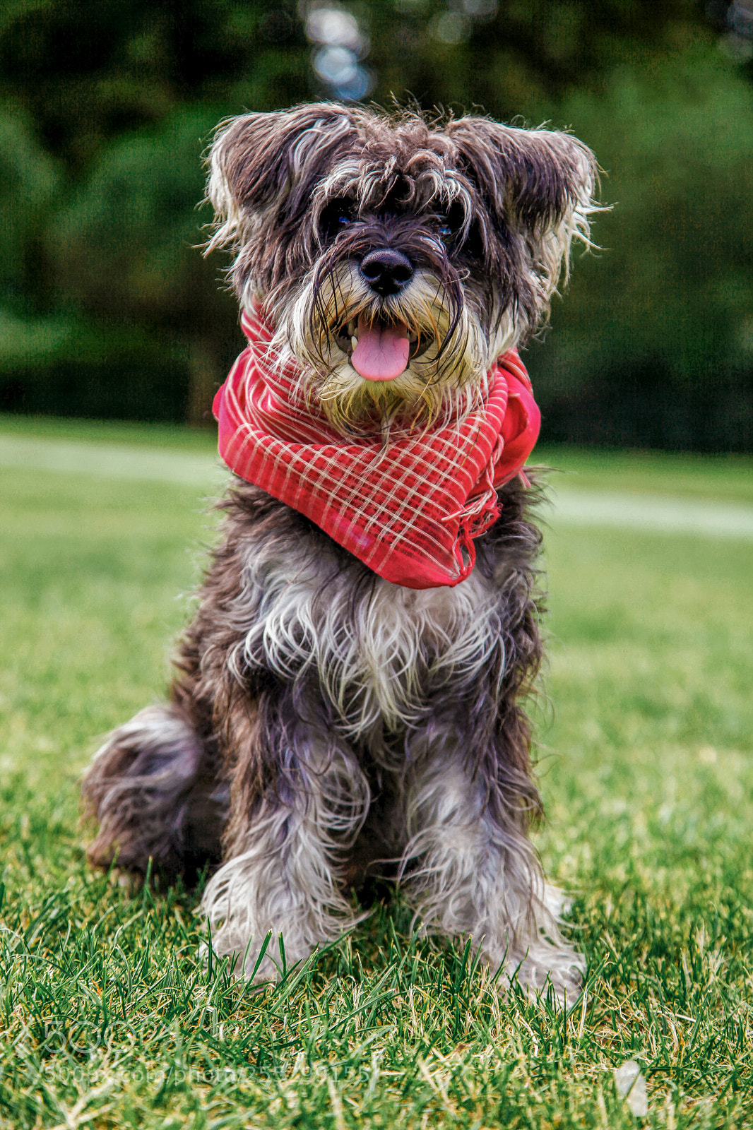 Canon EOS 5D Mark II sample photo. Myrtle the dog photography