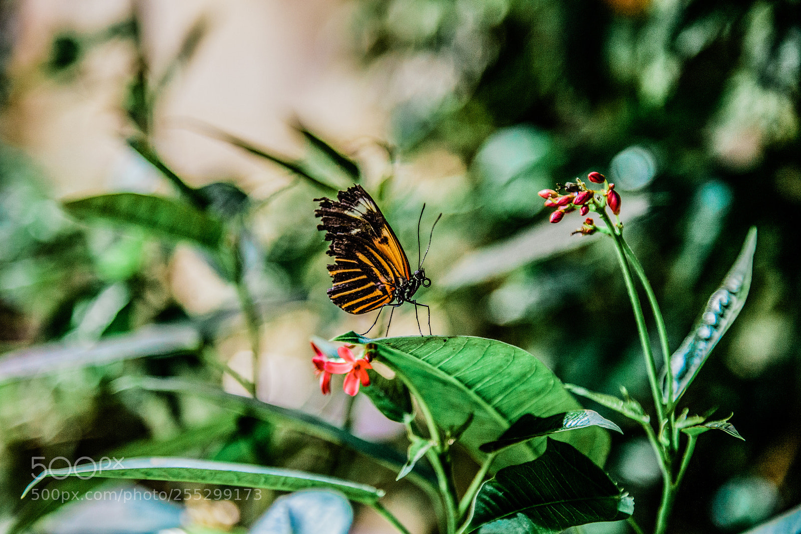 Canon EOS 5D Mark II sample photo. Butterfly photography