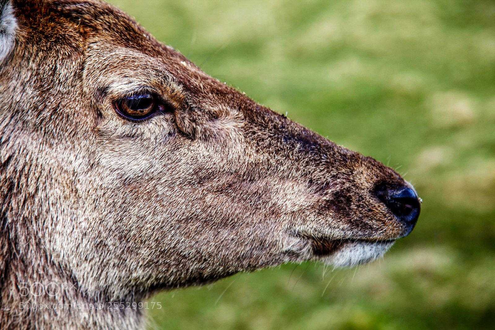 Canon EOS 5D Mark II sample photo. Deer photography