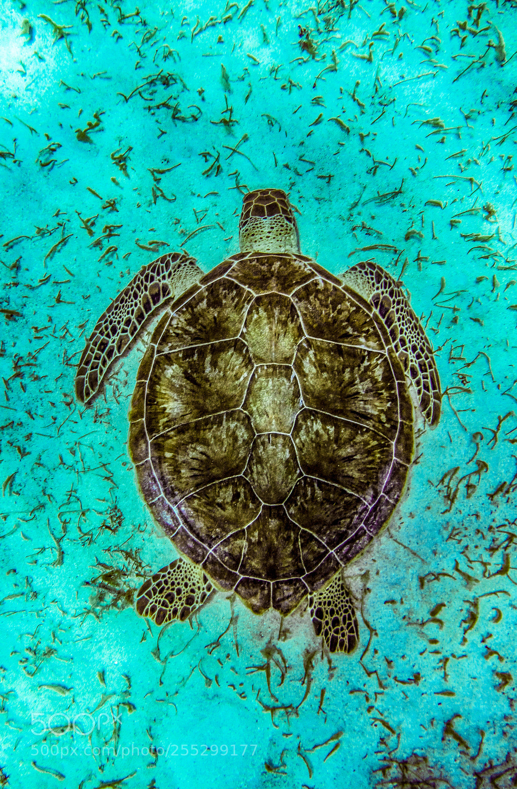 Canon PowerShot D30 sample photo. Turtle photography