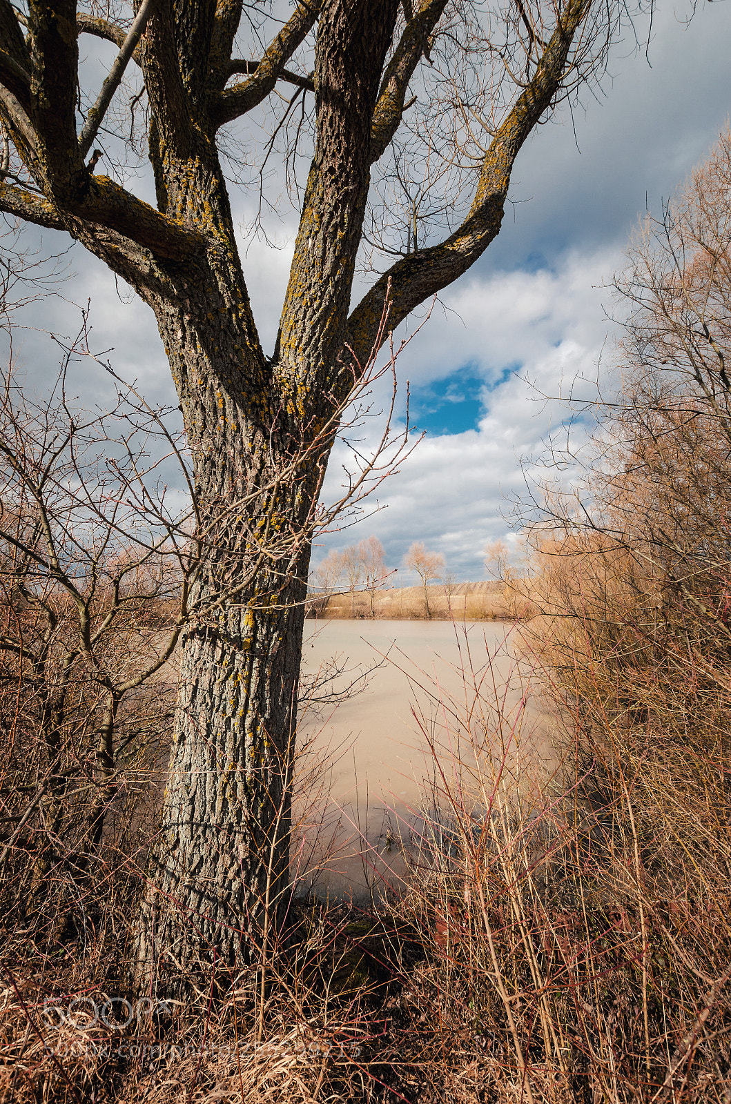 Nikon D5100 sample photo. Bare tree in front photography