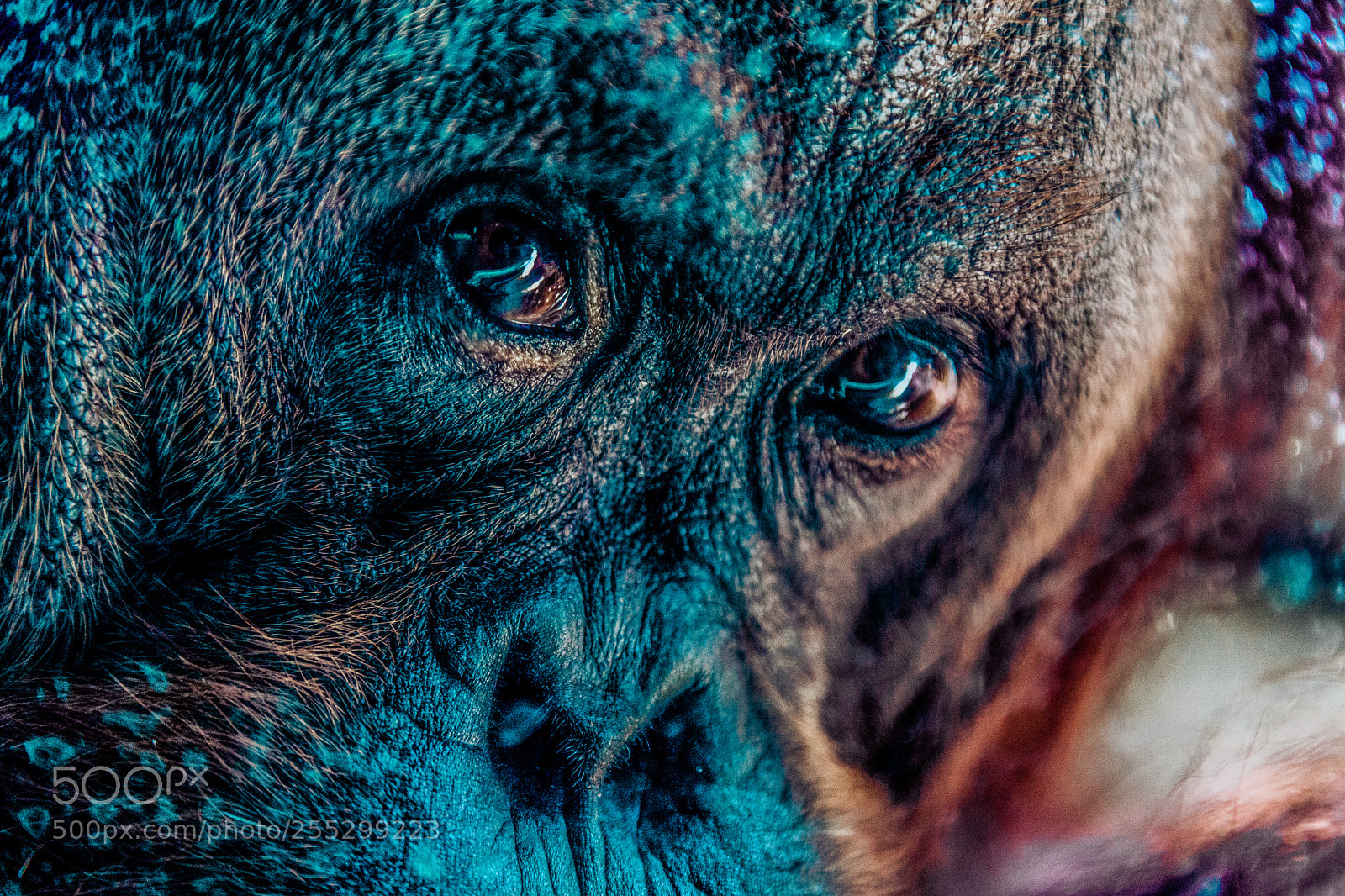 Canon EOS 5D Mark II sample photo. Orangutan photography