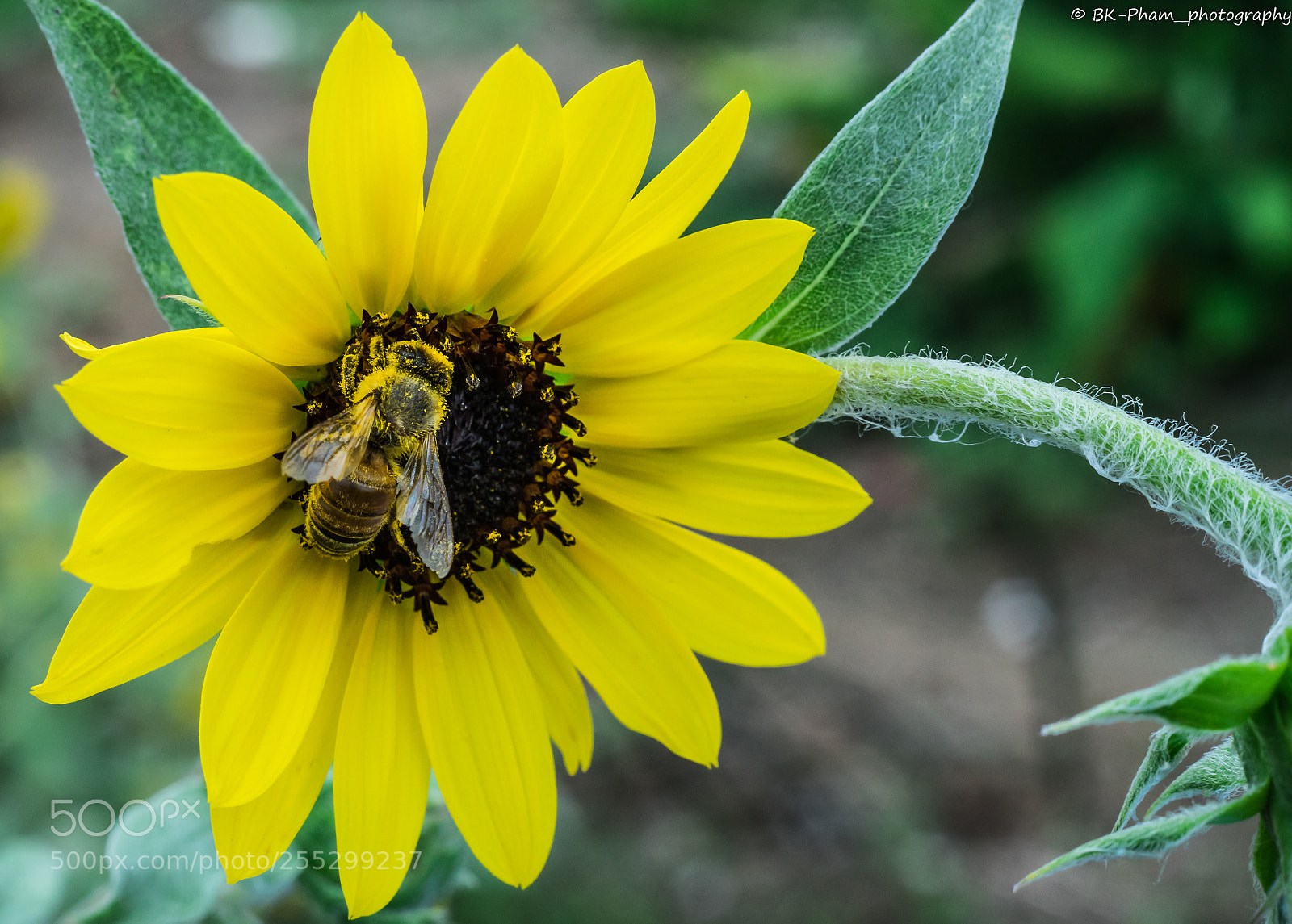 Sony a7 sample photo. #sonya7 #sel28-70mm photography