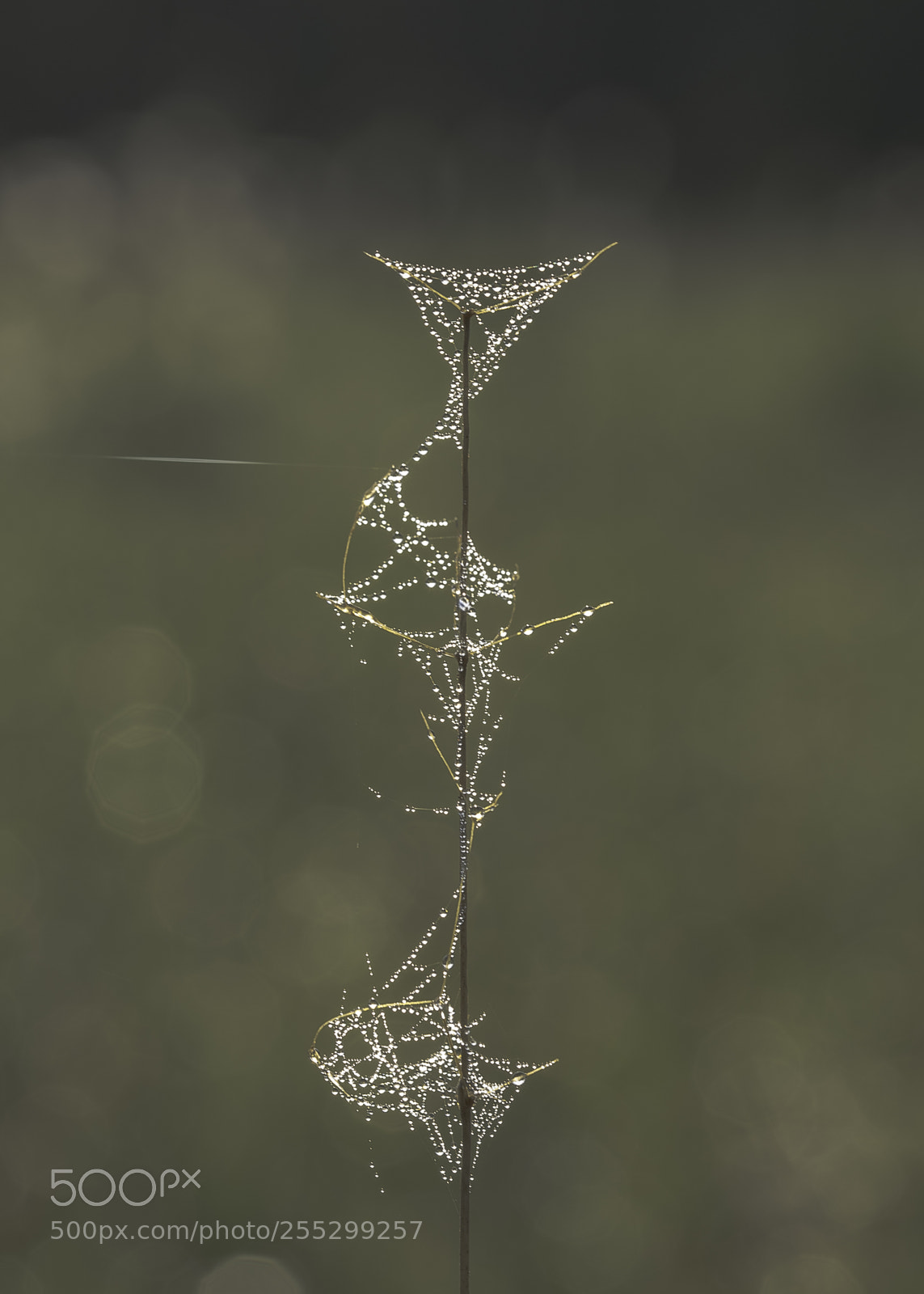 Nikon D5300 sample photo. Macro o photography