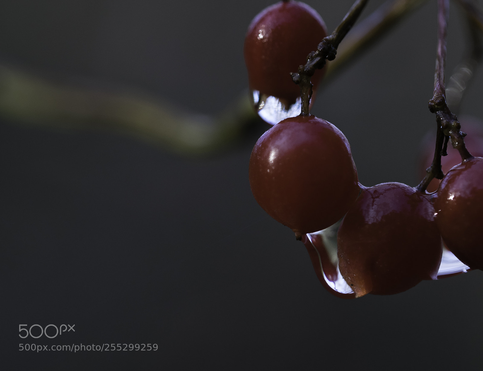 Nikon D5300 sample photo. Macro o photography