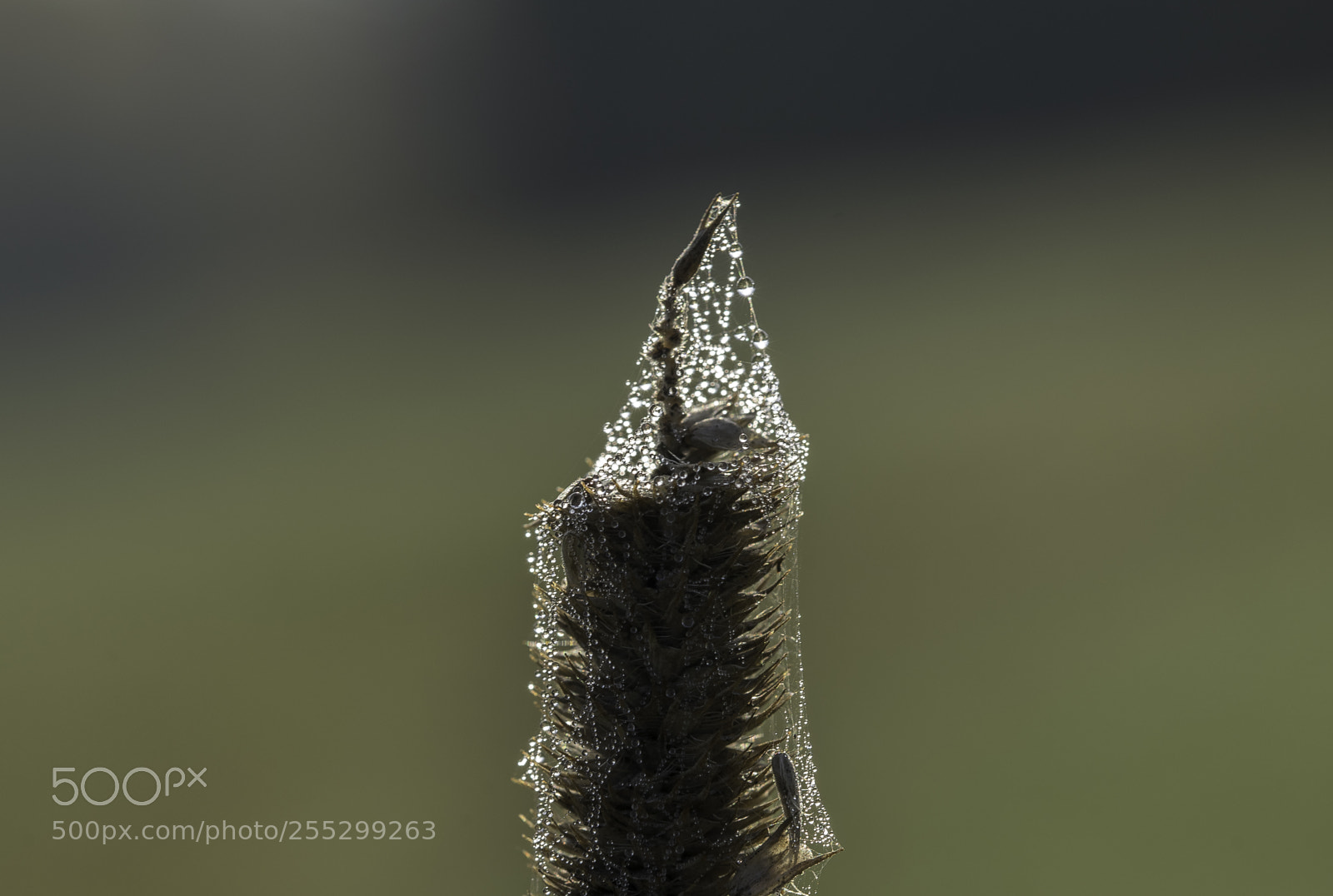 Nikon D5300 sample photo. Macro o photography
