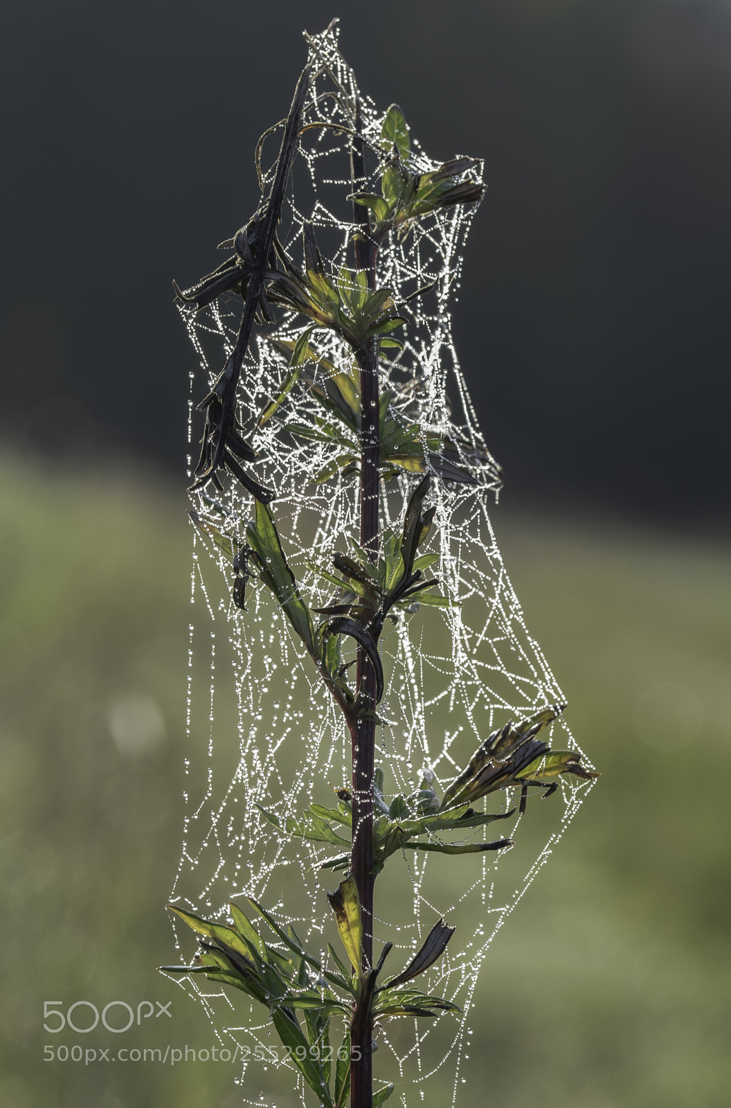 Nikon D5300 sample photo. Macro o photography