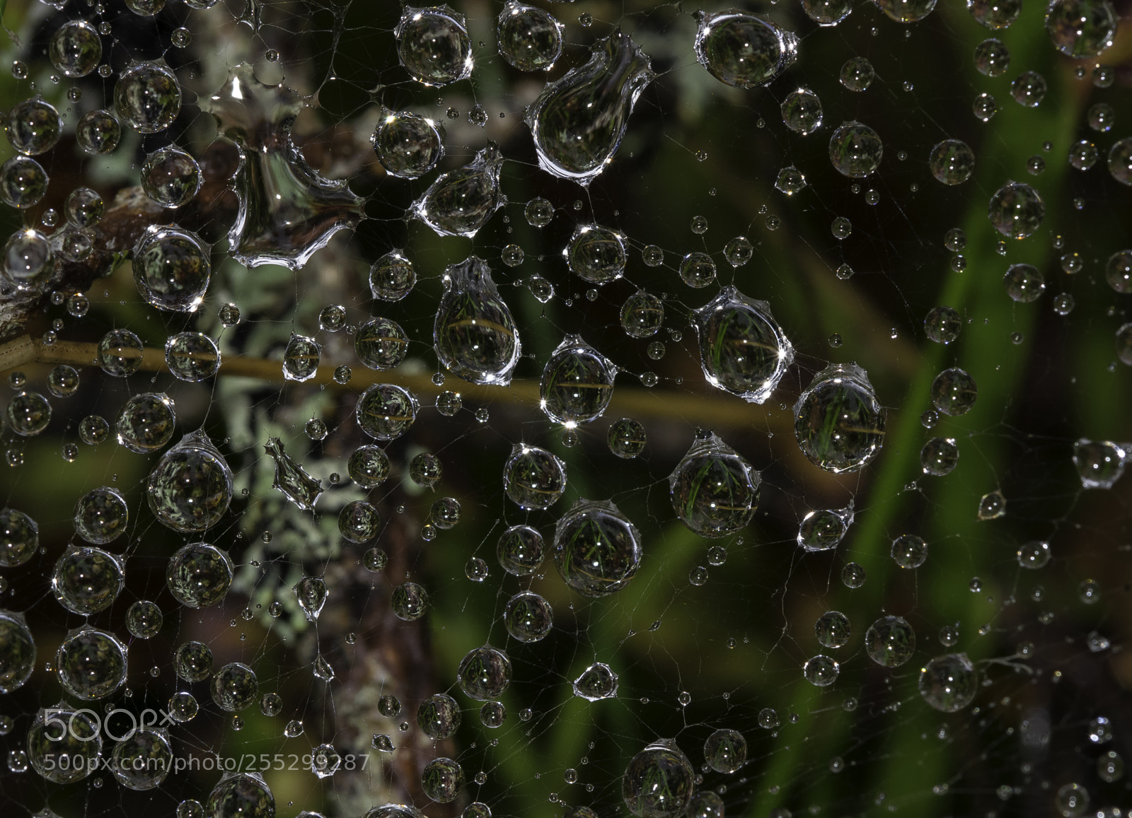 Nikon D5300 sample photo. Macro o photography