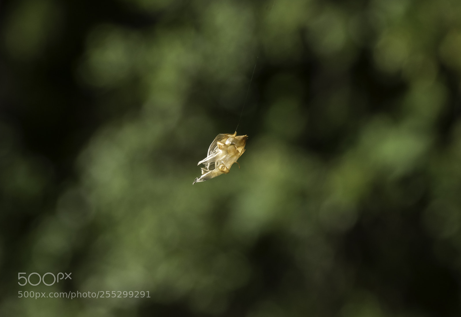 Nikon D5300 sample photo. Macro o photography
