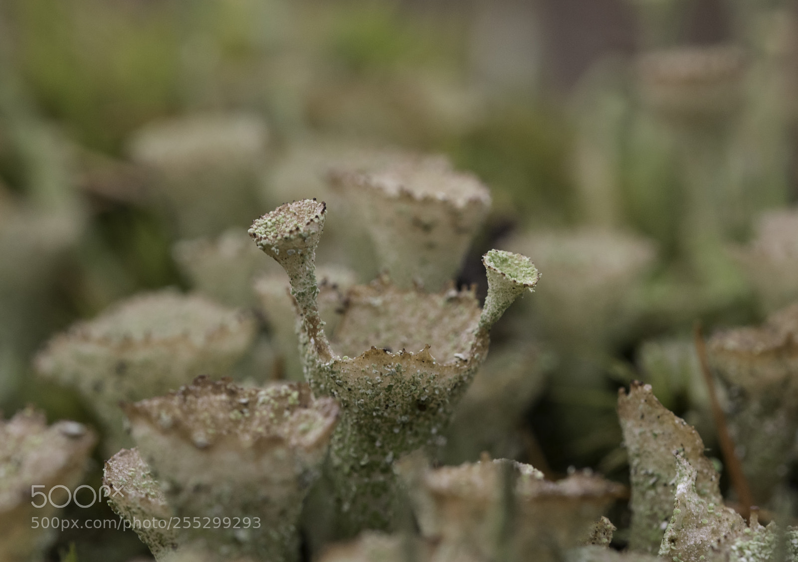 Nikon D5300 sample photo. Macro o photography
