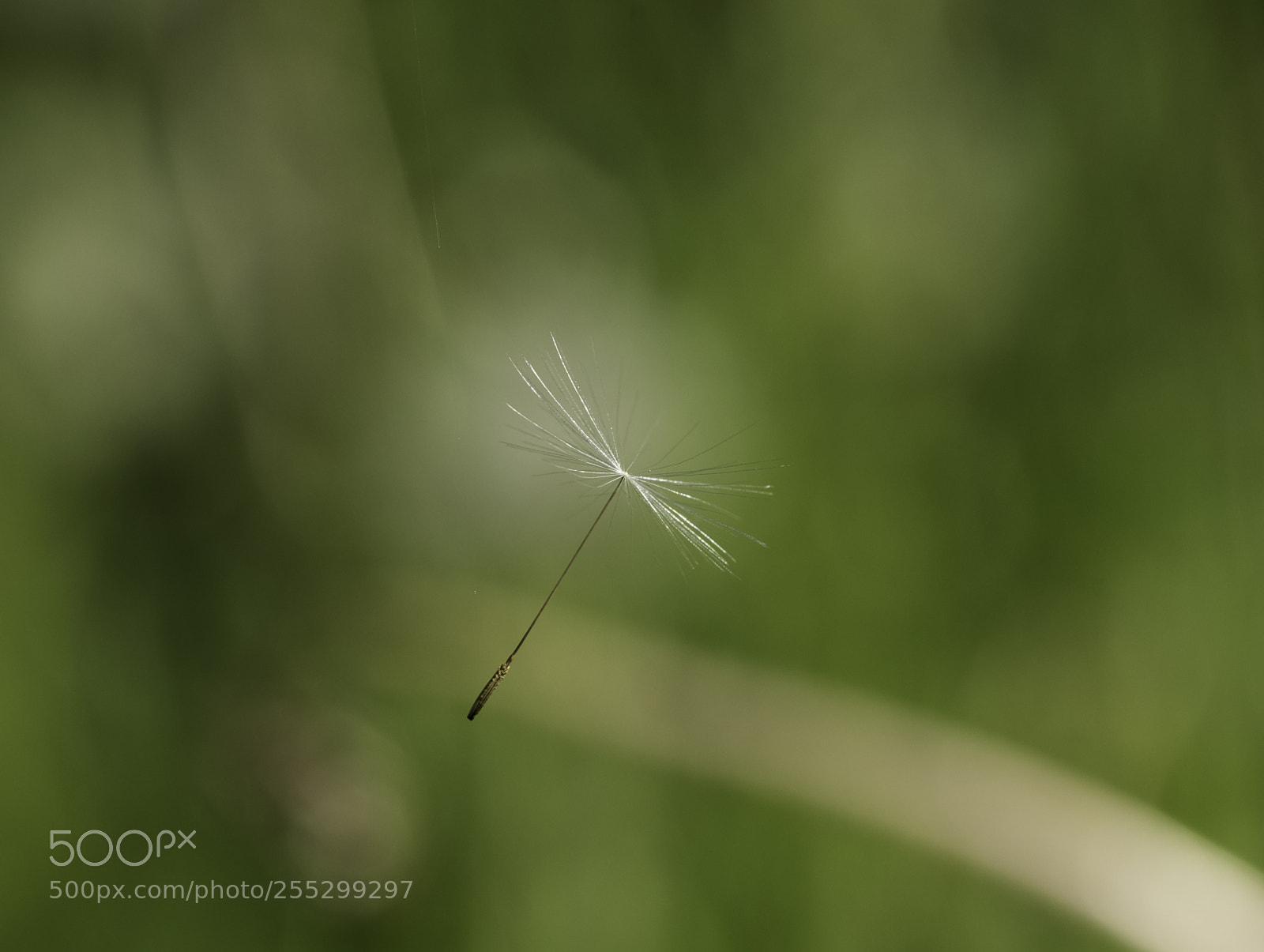 Nikon D5300 sample photo. Macro o photography
