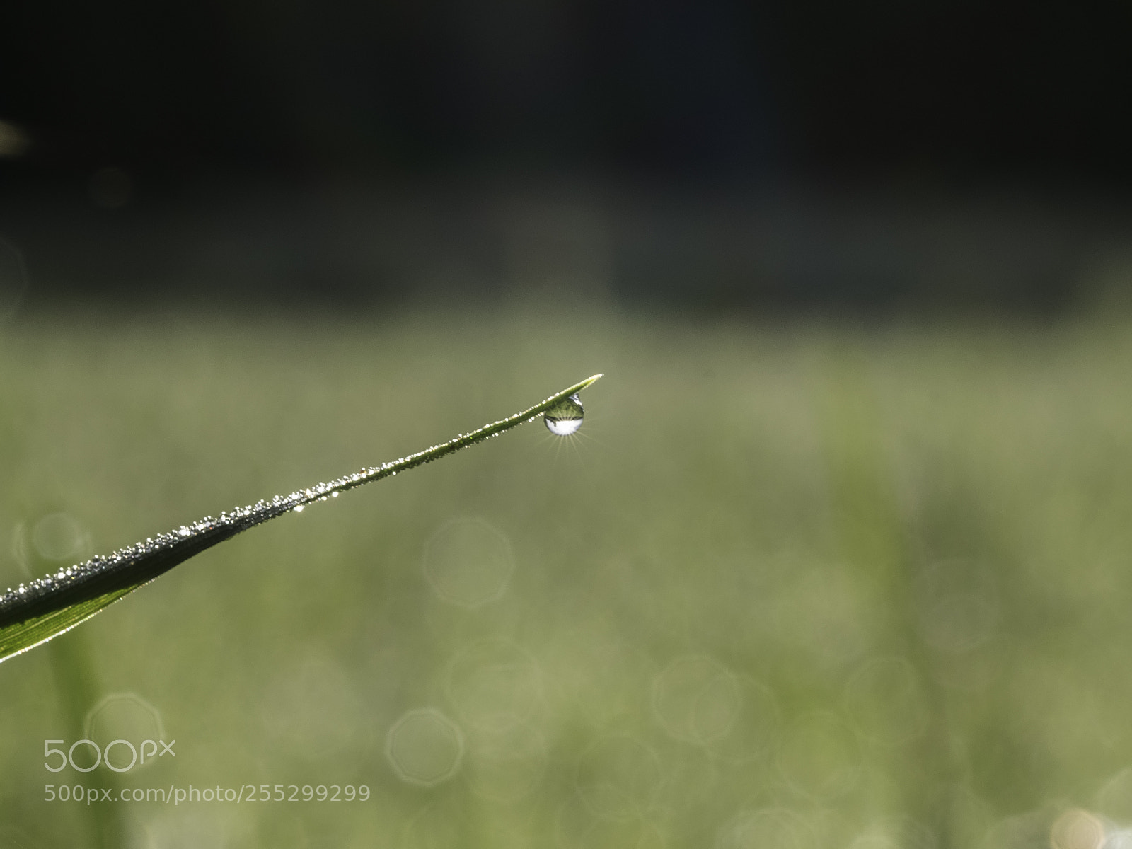 Nikon D5300 sample photo. Macro o photography