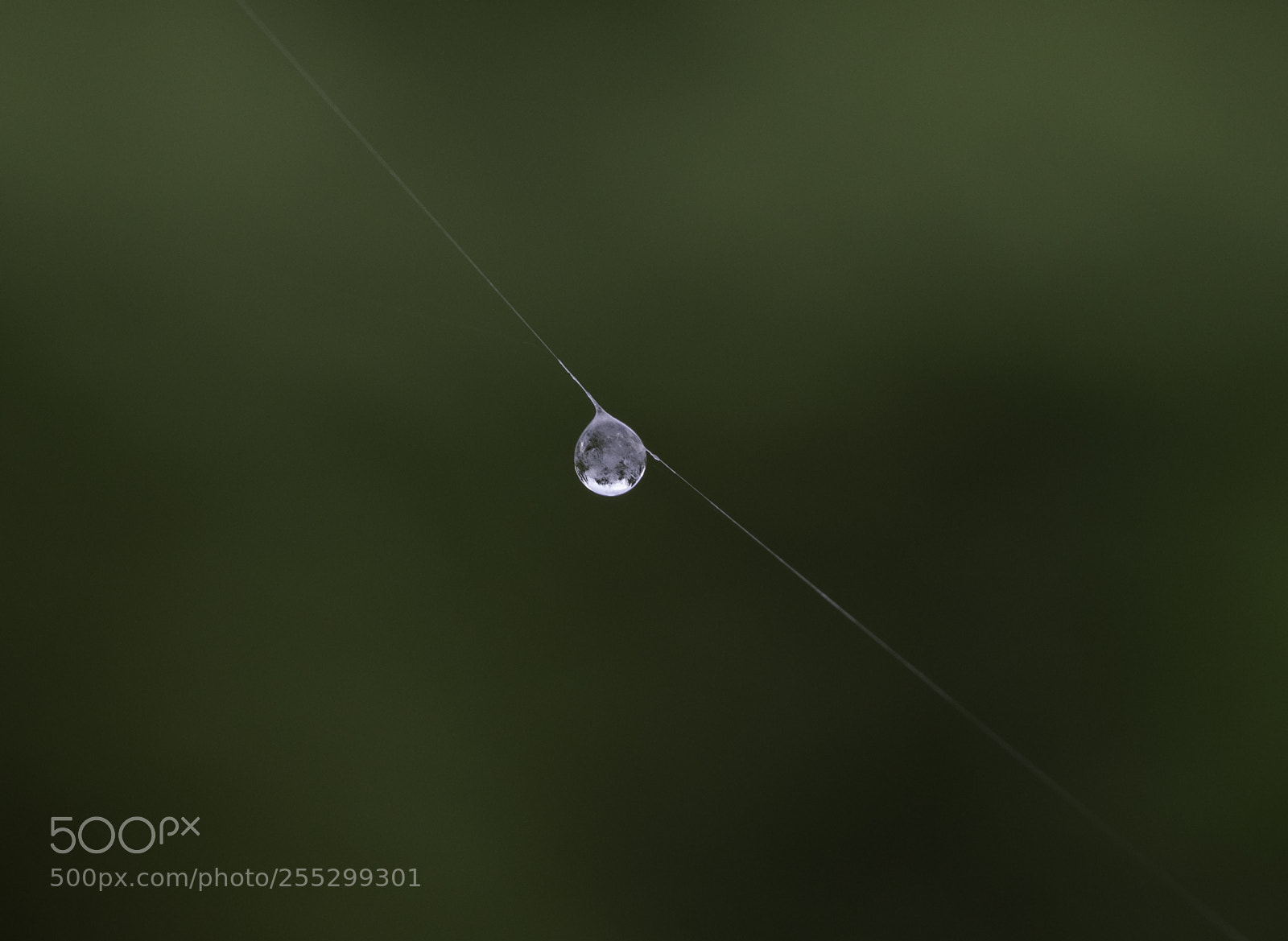 Nikon D5300 sample photo. Macro o photography